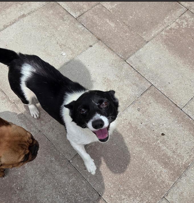 Enlarge Darren in TX, a Adoptable Mixed Breed in Cranston, RI image 2/3