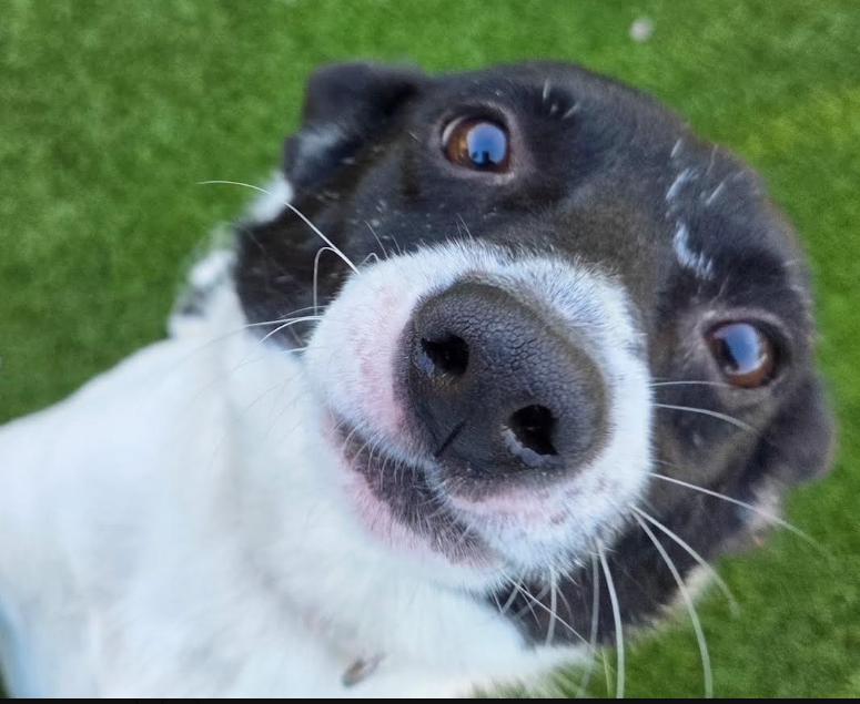 Enlarge Darren in TX, a Adoptable Mixed Breed in Cranston, RI image 3/3