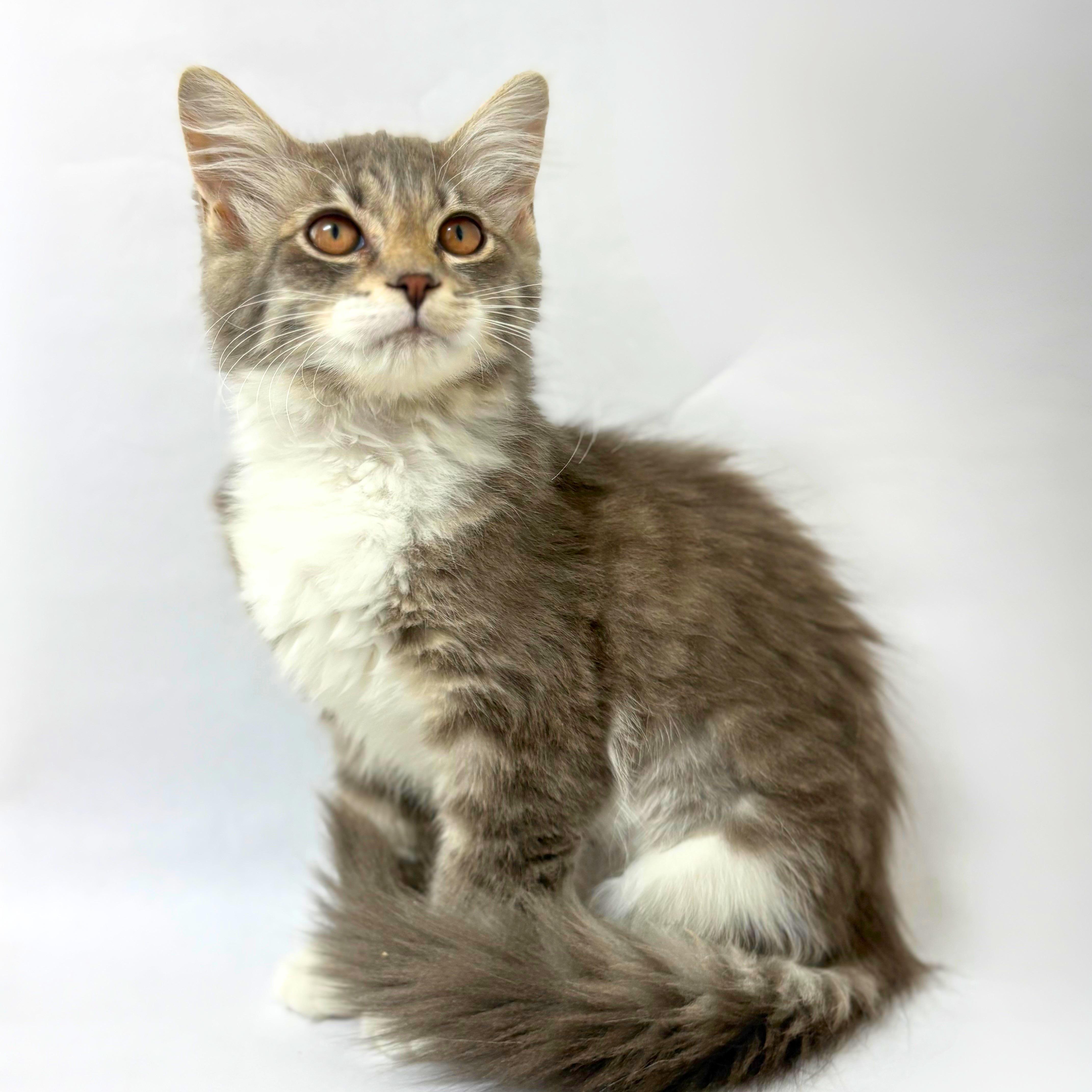 Paisley, adopted, Kitten Female Domestic Medium Hair.