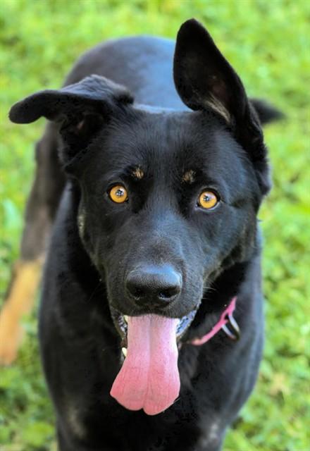 Enlarge CLIFFORD, a Adoptable mixed breed in Sacramento, CA image 1/1