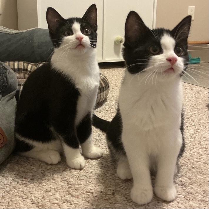 Callie and Chloe, an adopted Domestic Short Hair in Mississauga, ON image 2/2