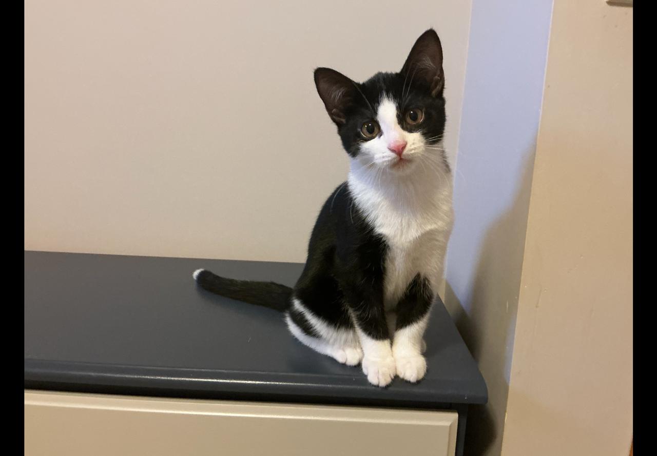 Callie and Chloe, adopted, Kitten Female Domestic Short Hair.