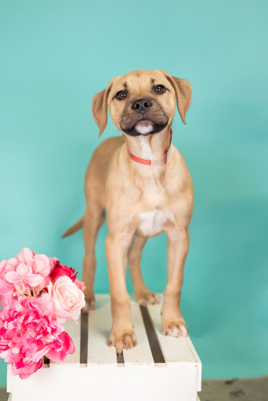 Enlarge 338-26, an adopted mixed breed in Brighton, CO image 1/1