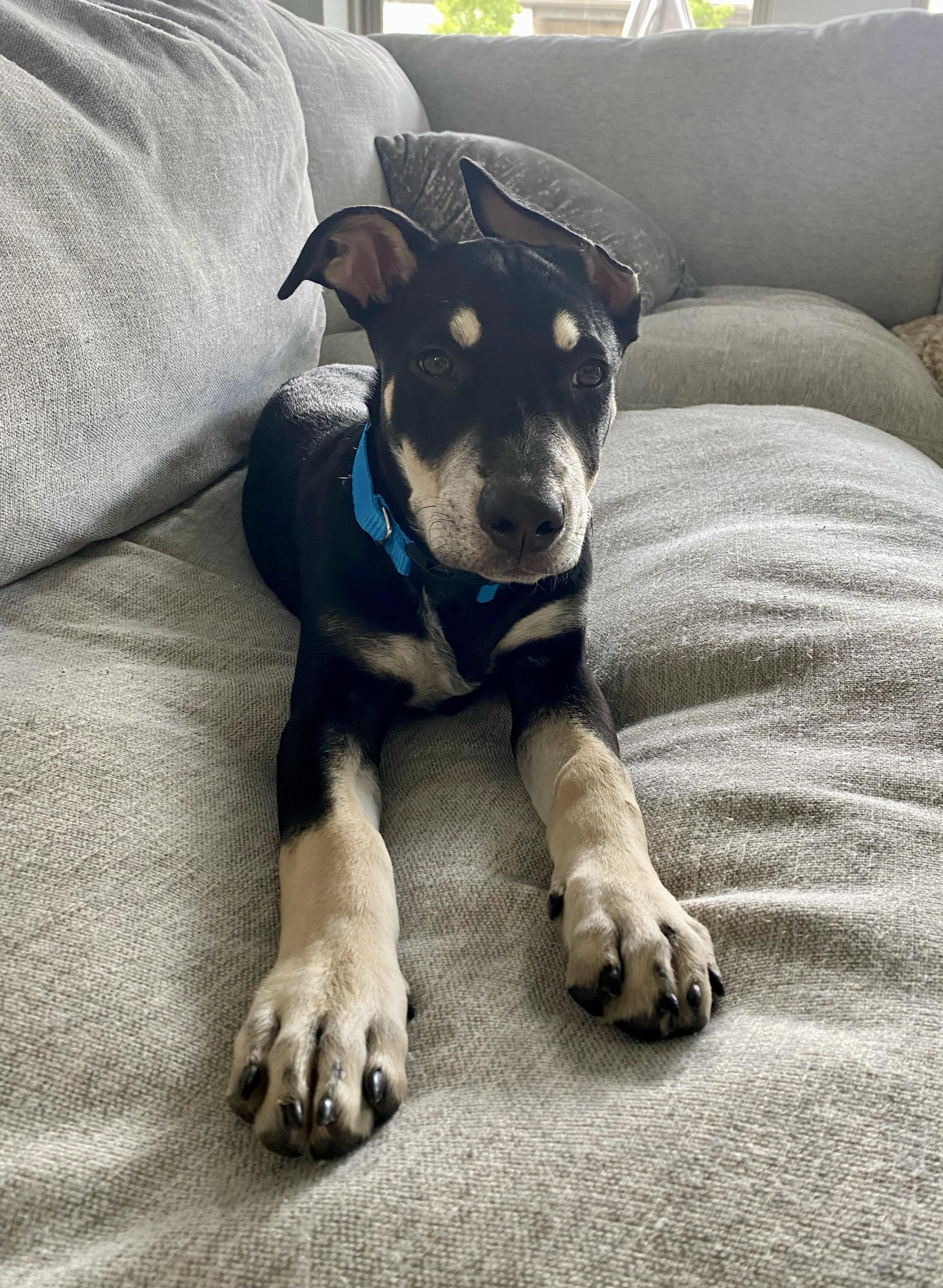 Miles, Adoptable, Young Male Doberman Pinscher.