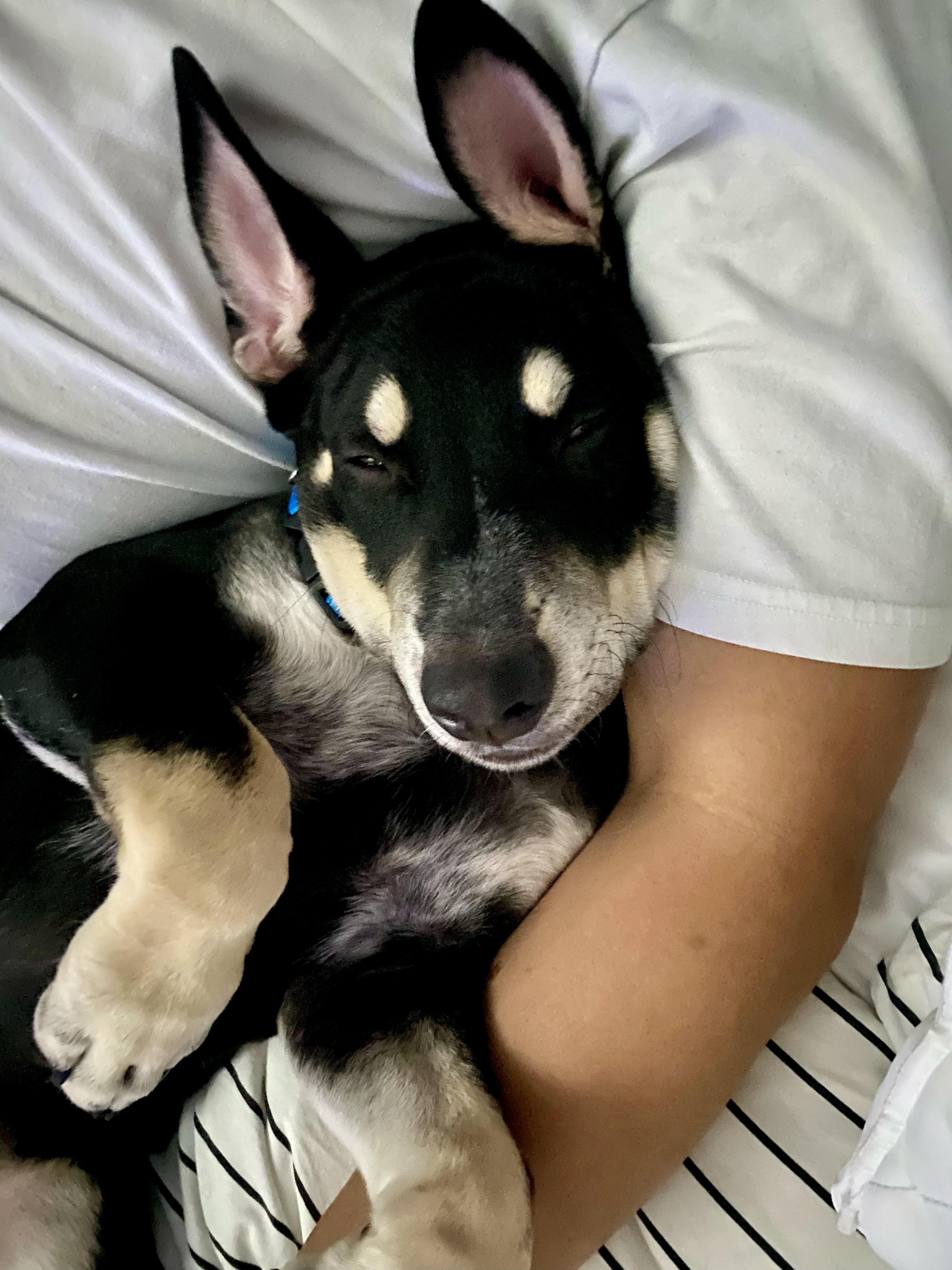 Miles, a Adoptable mixed breed in Cypress, TX image 2/6