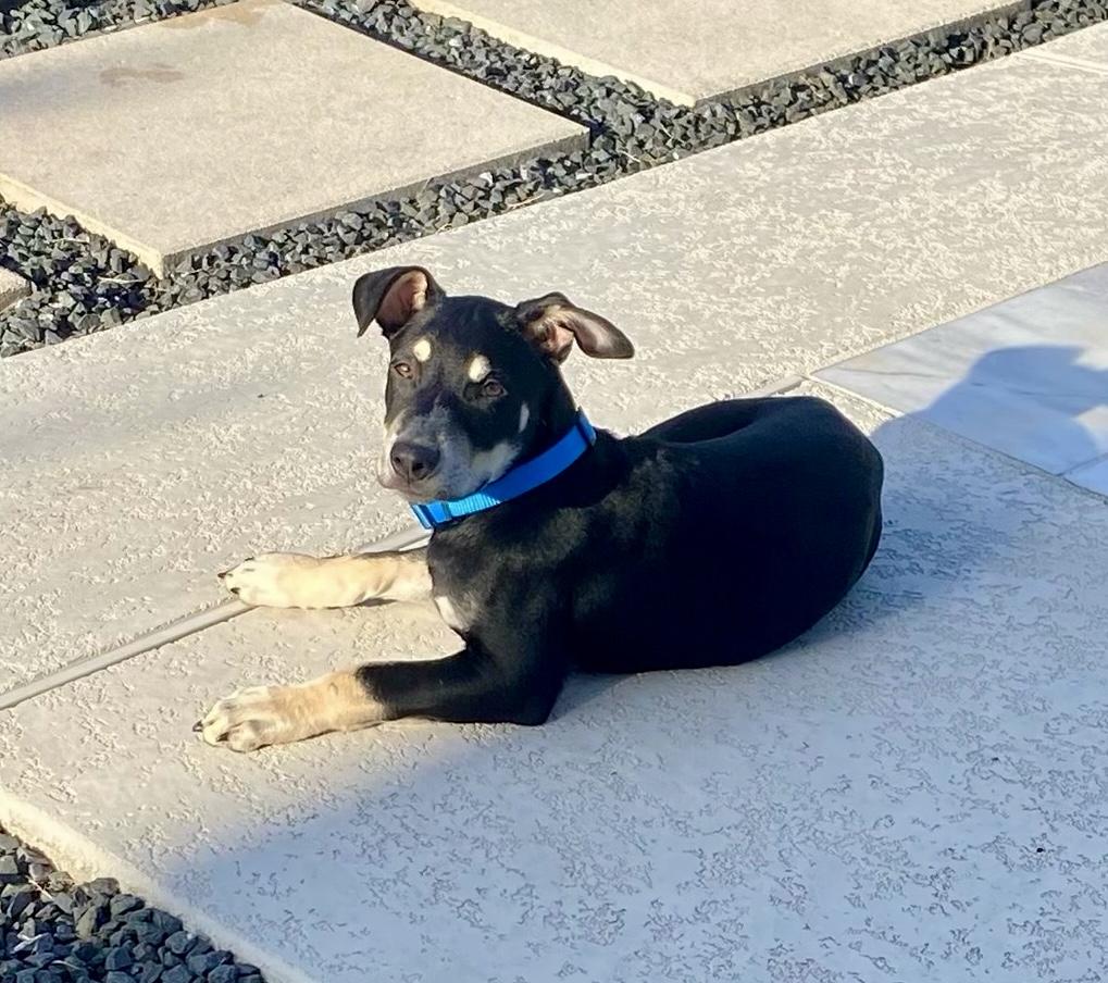 Miles, a Adoptable mixed breed in Cypress, TX image 3/6