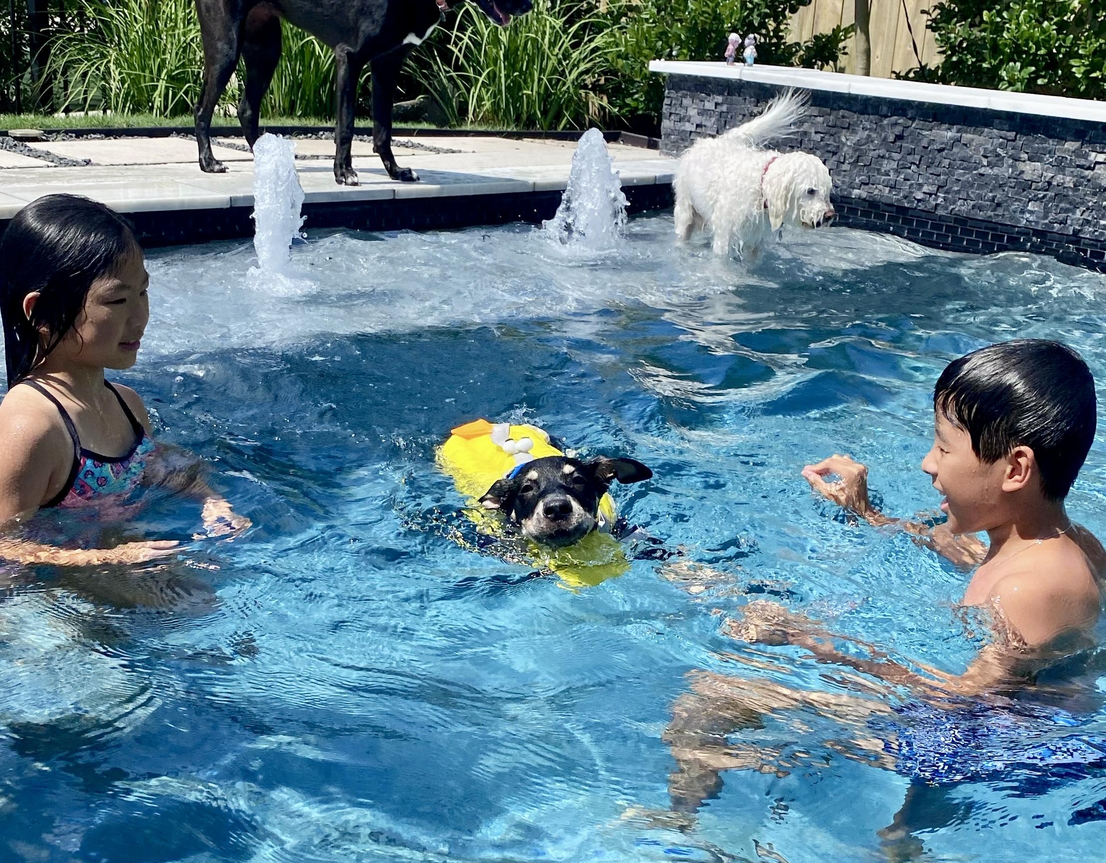 Miles, a Adoptable mixed breed in Cypress, TX image 4/6