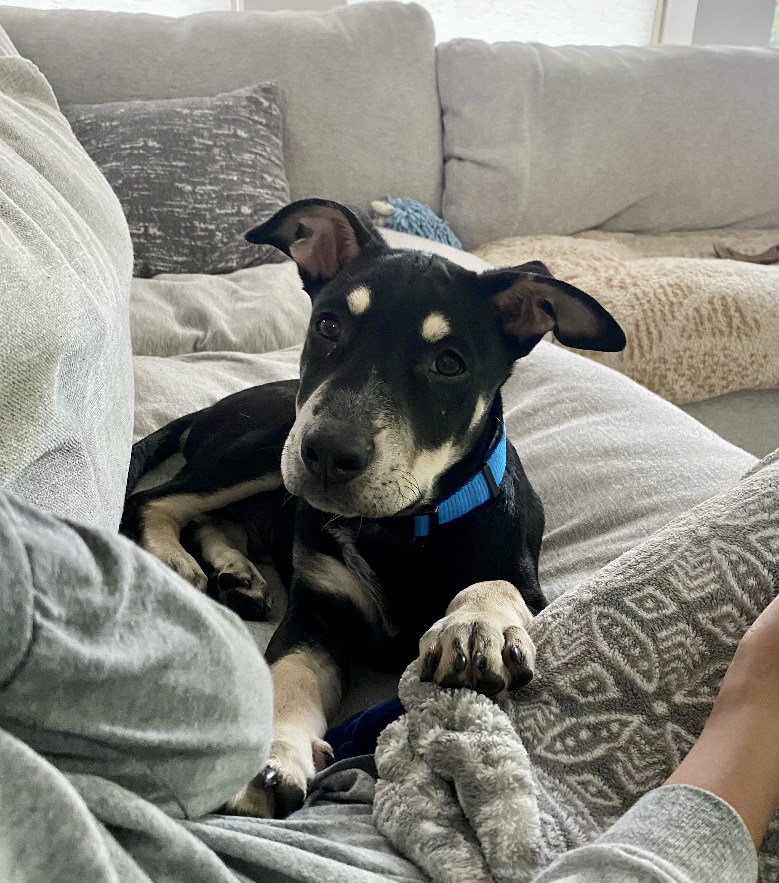 Miles, Adoptable, Young Male Doberman Pinscher.