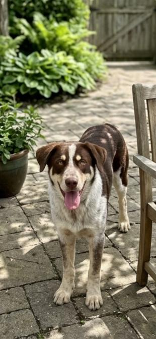 Enlarge **LOWEN**, a Adoptable mixed breed in North Prairie, WI image 1/3