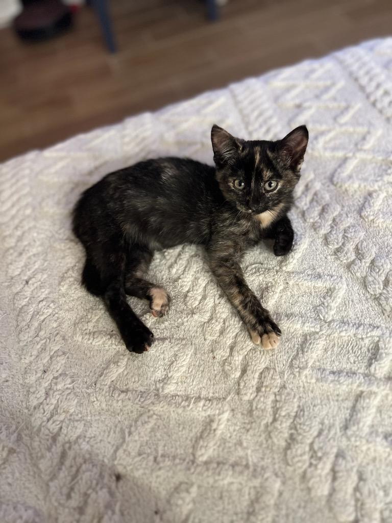 Mel, Adoptable, Young Female Domestic Short Hair.