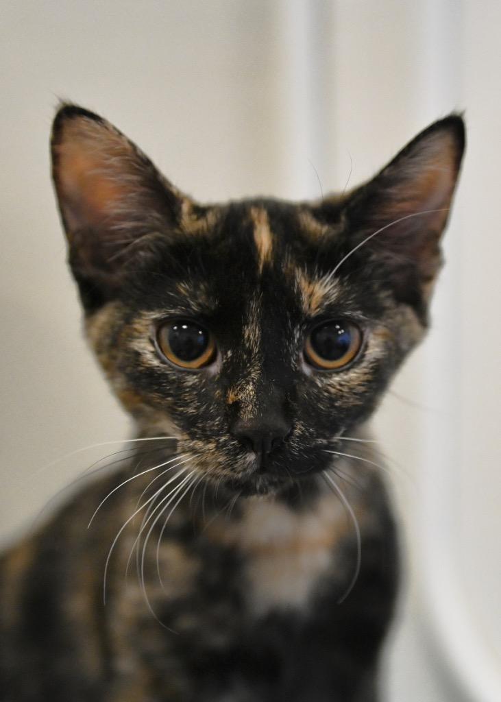 Enlarge Mel, a Adoptable mixed breed in St. James City, FL image 2/2