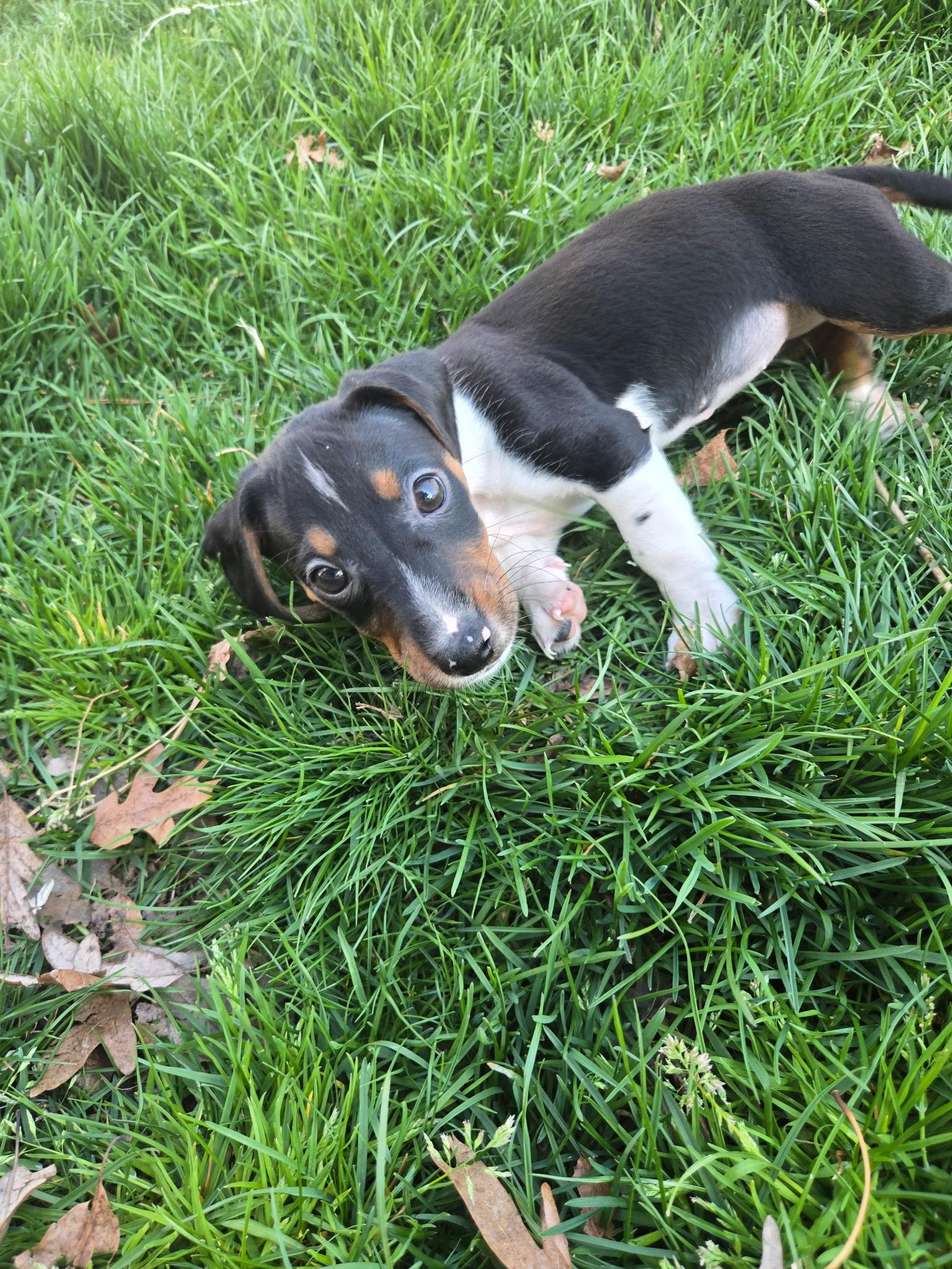 Eve, ADOPTABLE, Puppy Female Beagle & Jack Russell Terrier.