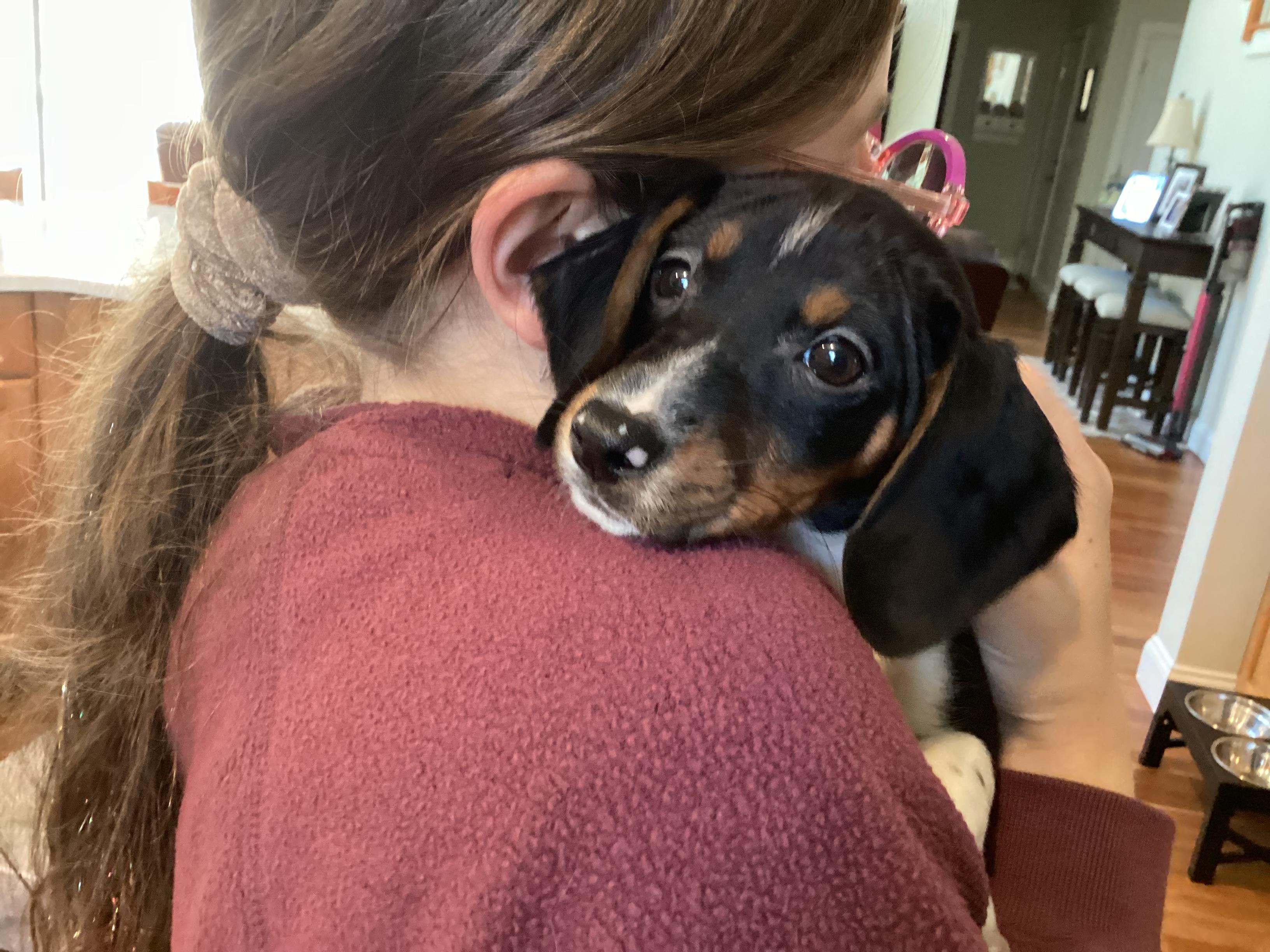 Enlarge Eve, a ADOPTABLE mixed breed in Barnegat, NJ image 4/6