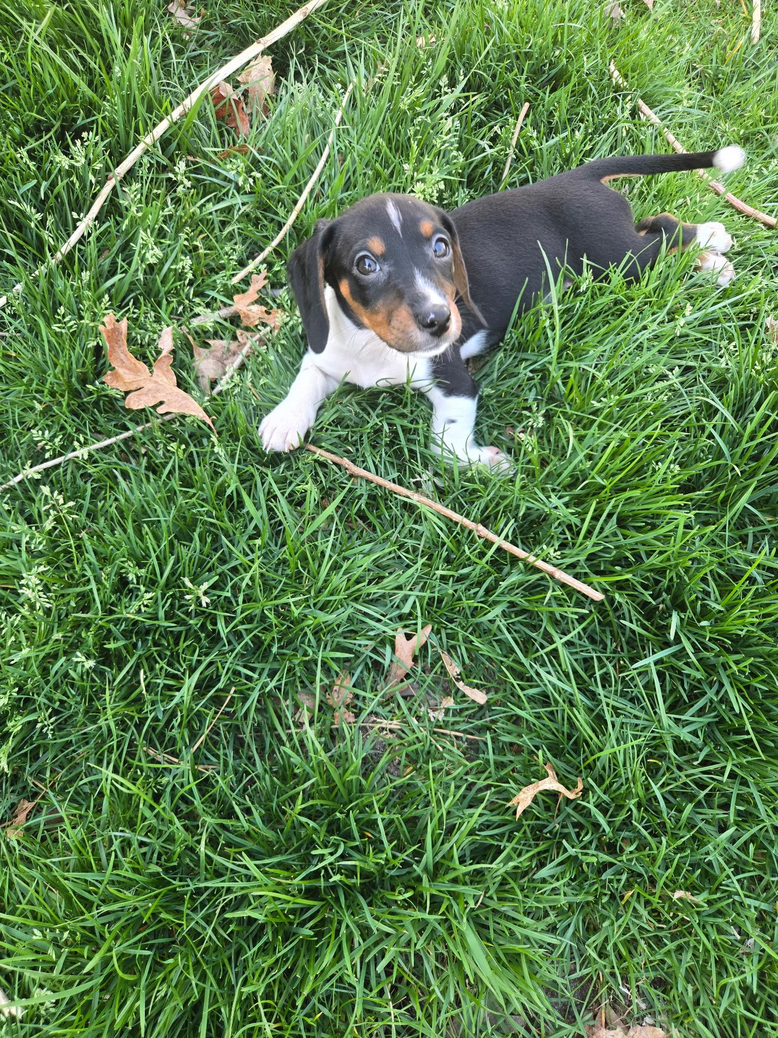 Enlarge Eve, a ADOPTABLE mixed breed in Barnegat, NJ image 6/6