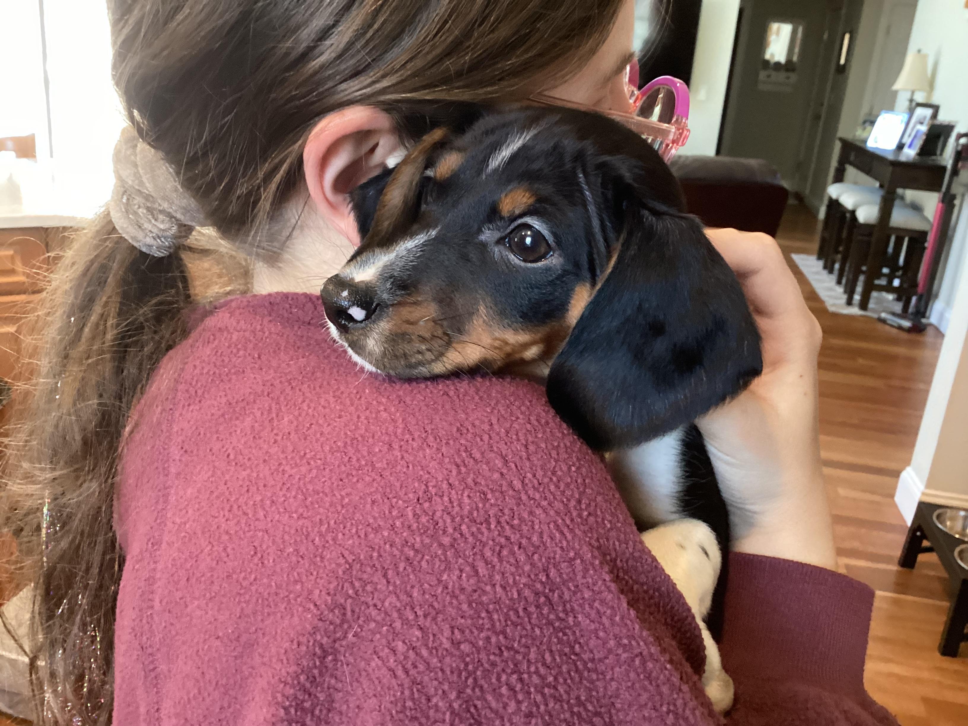Enlarge Eve, a ADOPTABLE mixed breed in Barnegat, NJ image 3/6