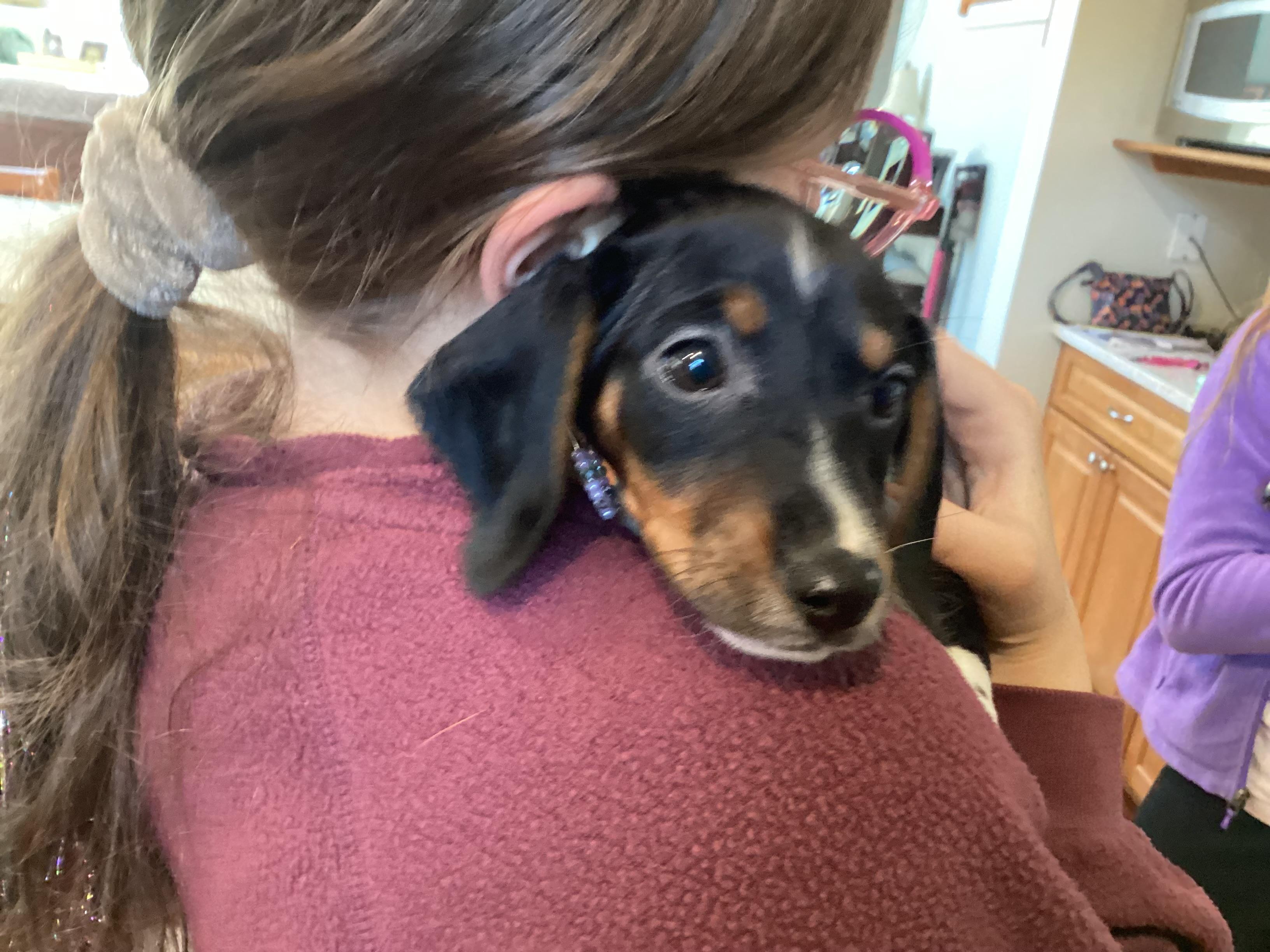 Enlarge Eve, a ADOPTABLE mixed breed in Barnegat, NJ image 5/6