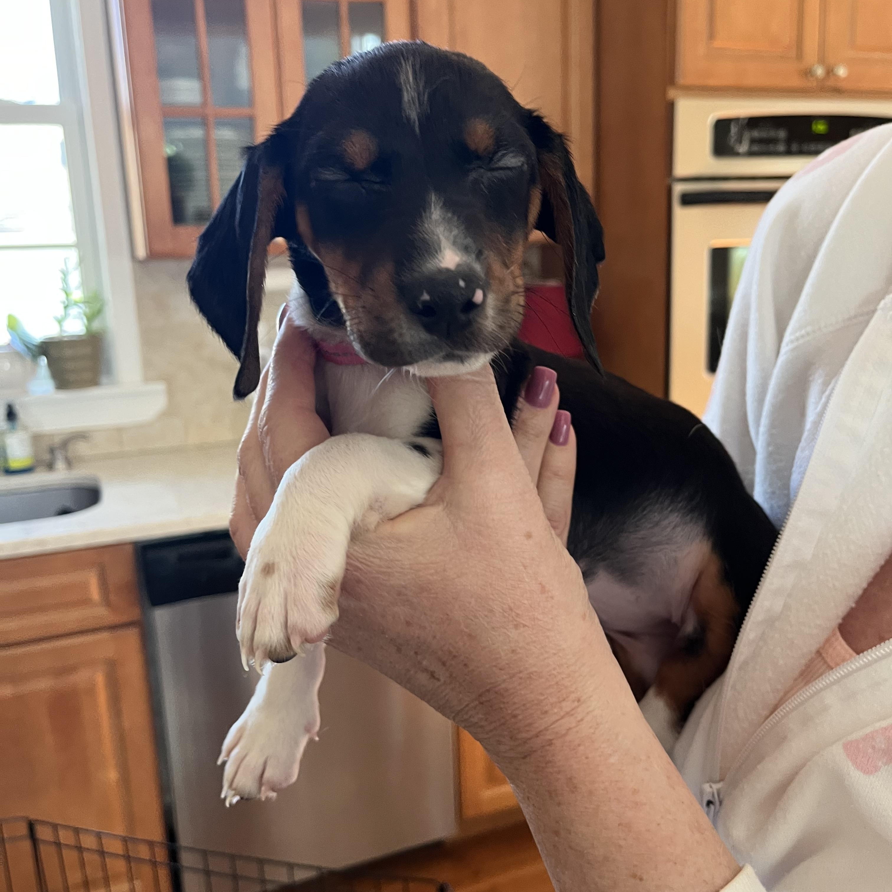 Enlarge Eve, a ADOPTABLE mixed breed in Barnegat, NJ image 2/6