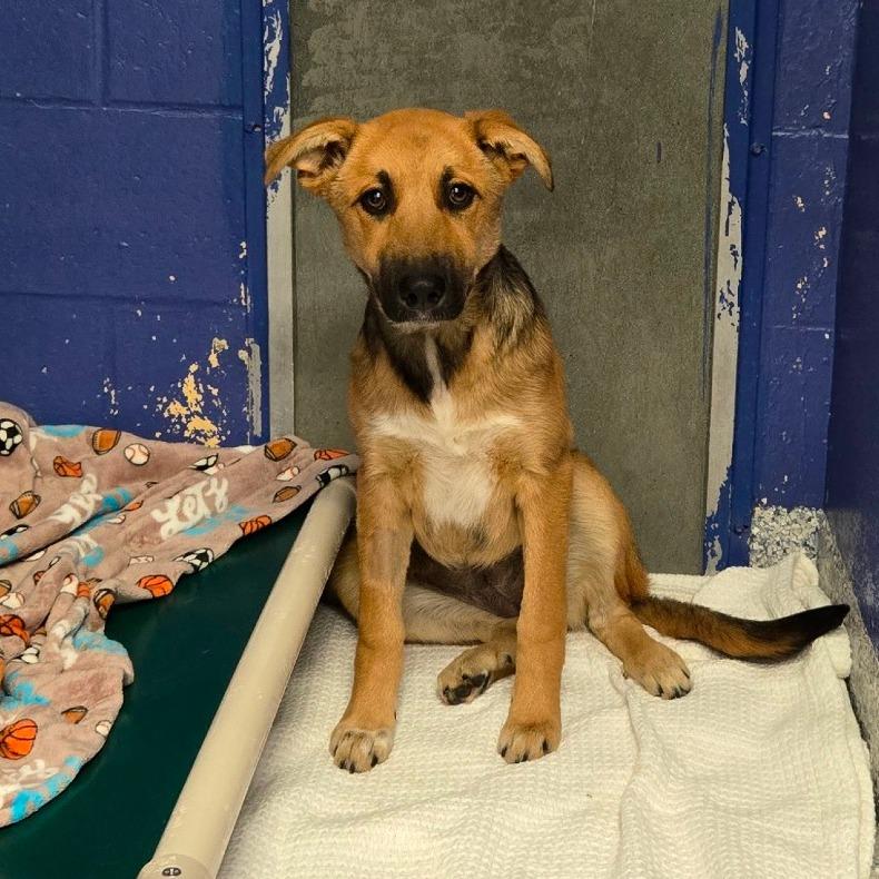 Enlarge CT Zoey, a Adoptable mixed breed in Eastford, CT image 1/3