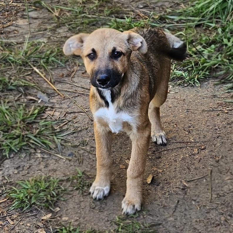 Enlarge CT Zoey, a Adoptable mixed breed in Eastford, CT image 2/3