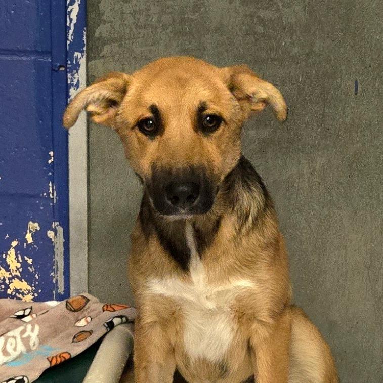 Enlarge CT Zoey, a Adoptable mixed breed in Eastford, CT image 3/3