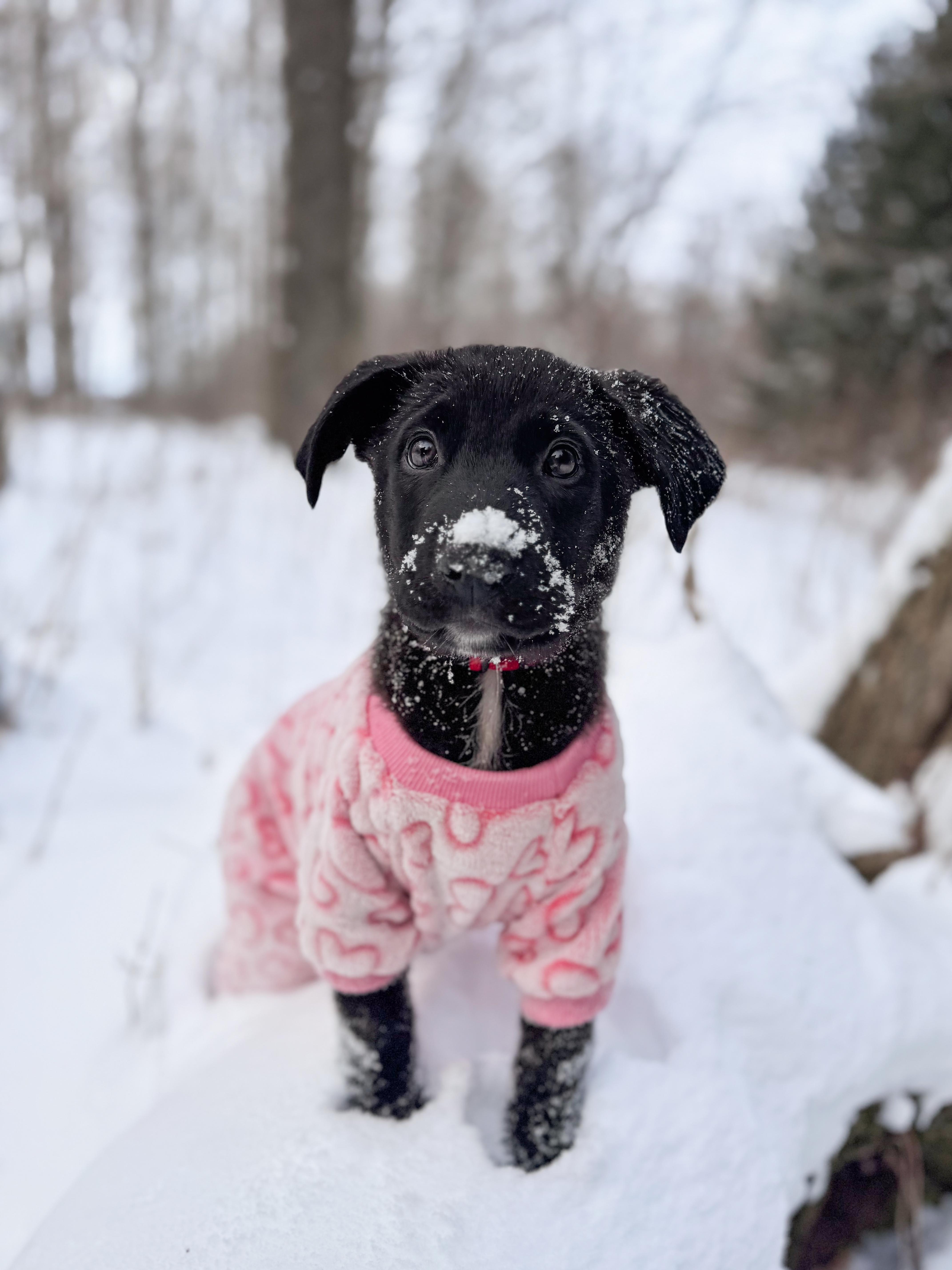 Enlarge Cleo, a Adoptable Mixed Breed in Chesterville, ON image 1/4