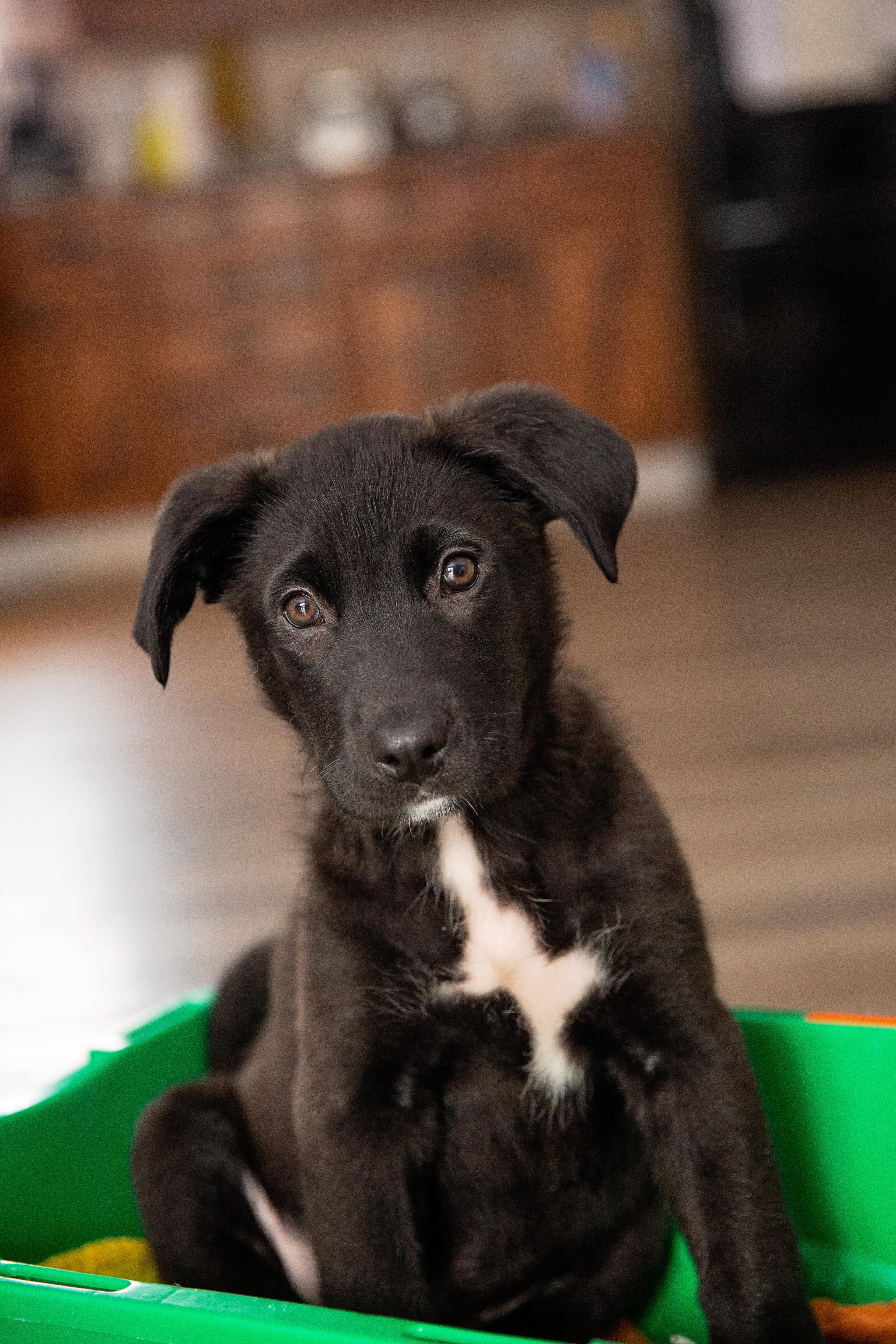 Enlarge Cleo, a Adoptable Mixed Breed in Chesterville, ON image 2/4