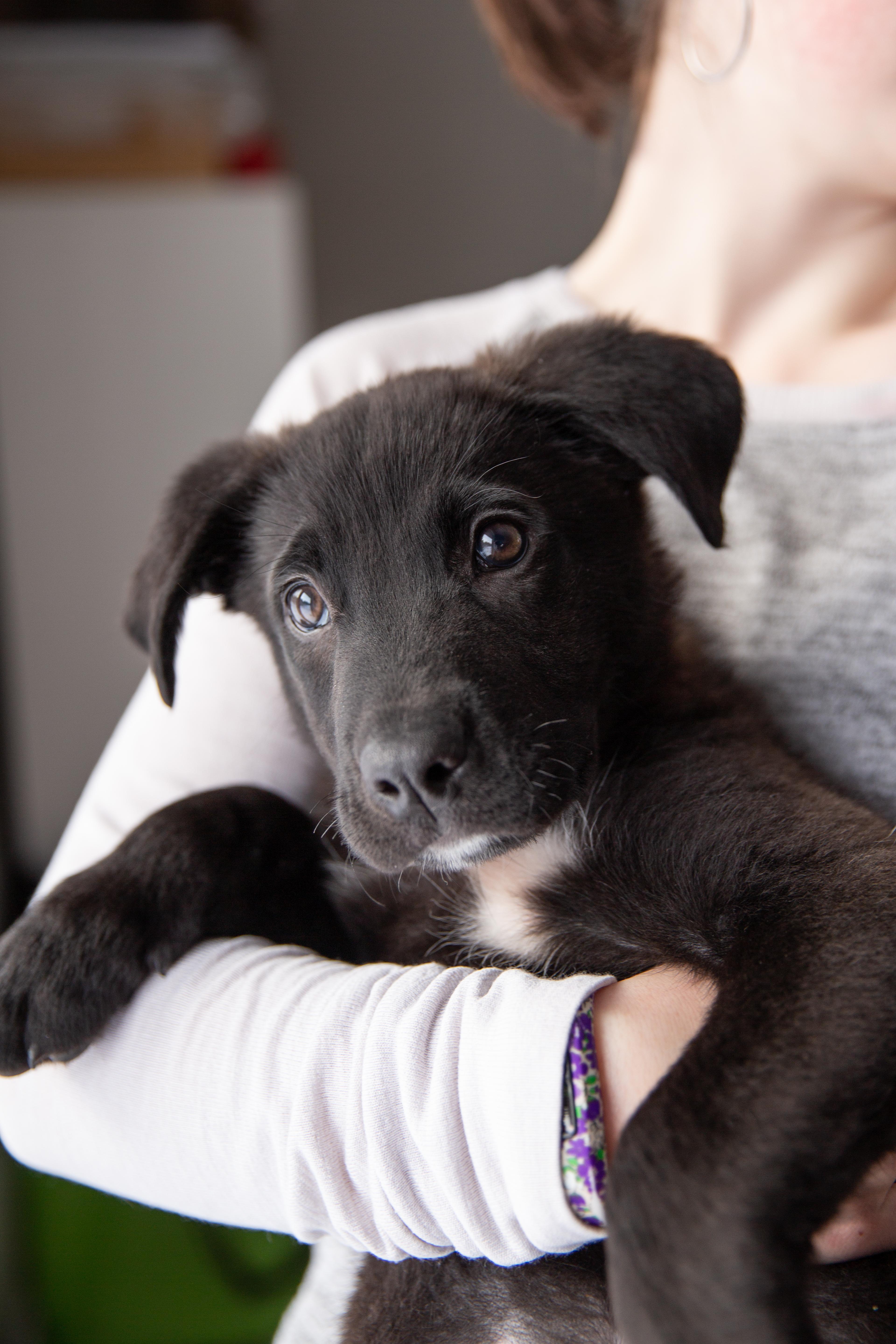 Enlarge Cleo, a Adoptable Mixed Breed in Chesterville, ON image 3/4