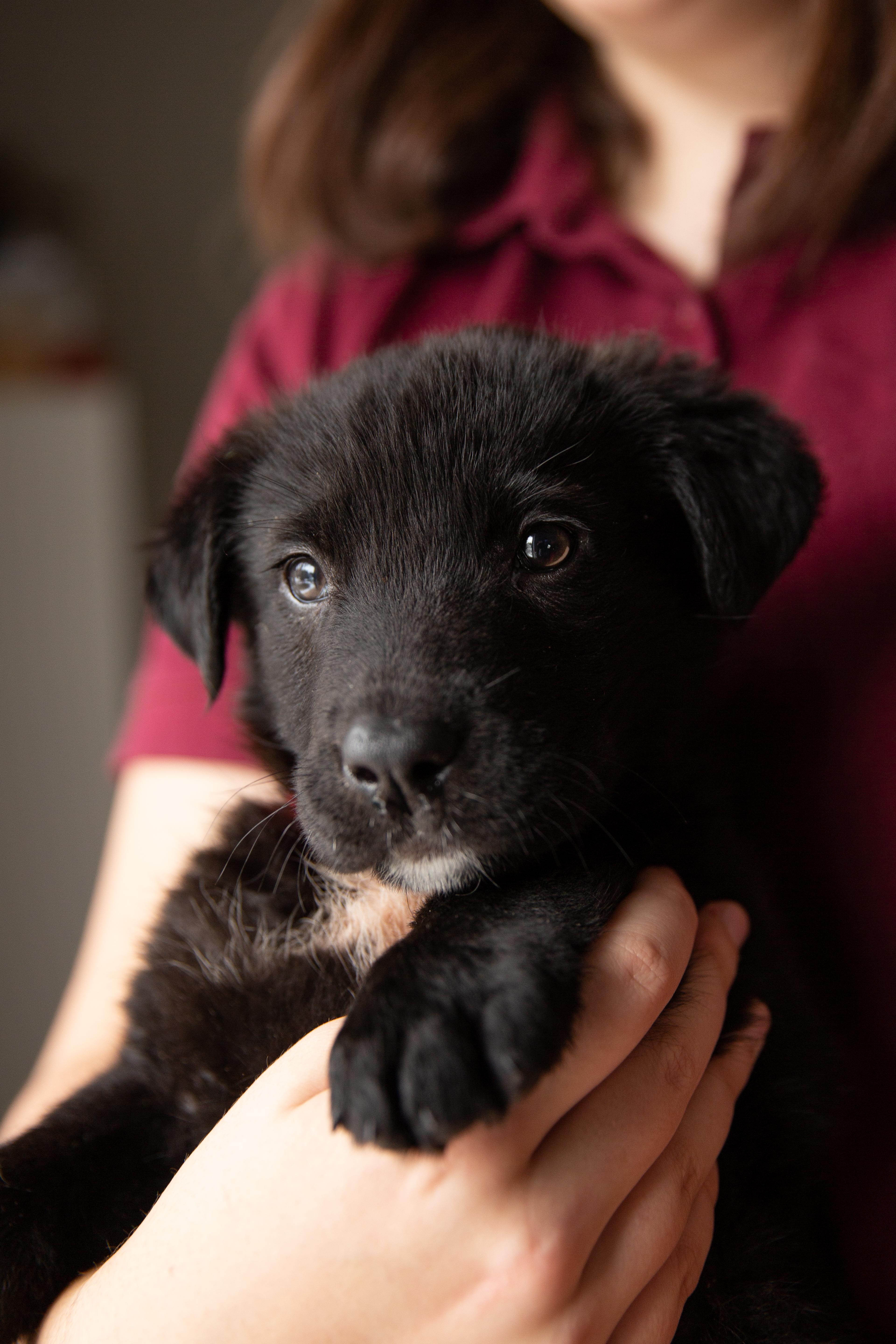 Enlarge Cleo, a Adoptable Mixed Breed in Chesterville, ON image 4/4