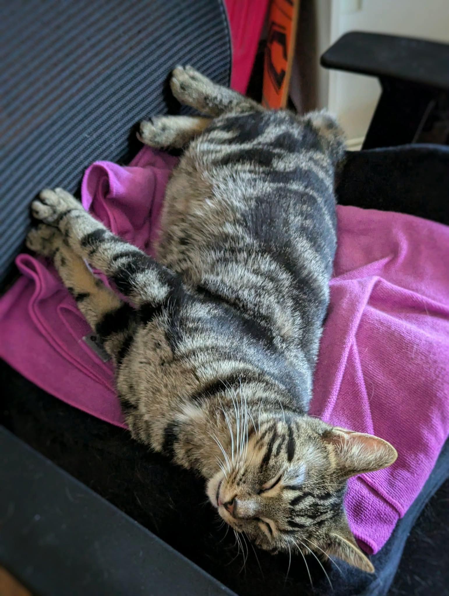Enlarge Pockator, a ADOPTABLE Domestic Short Hair in Terrebonne, QC image 5/6