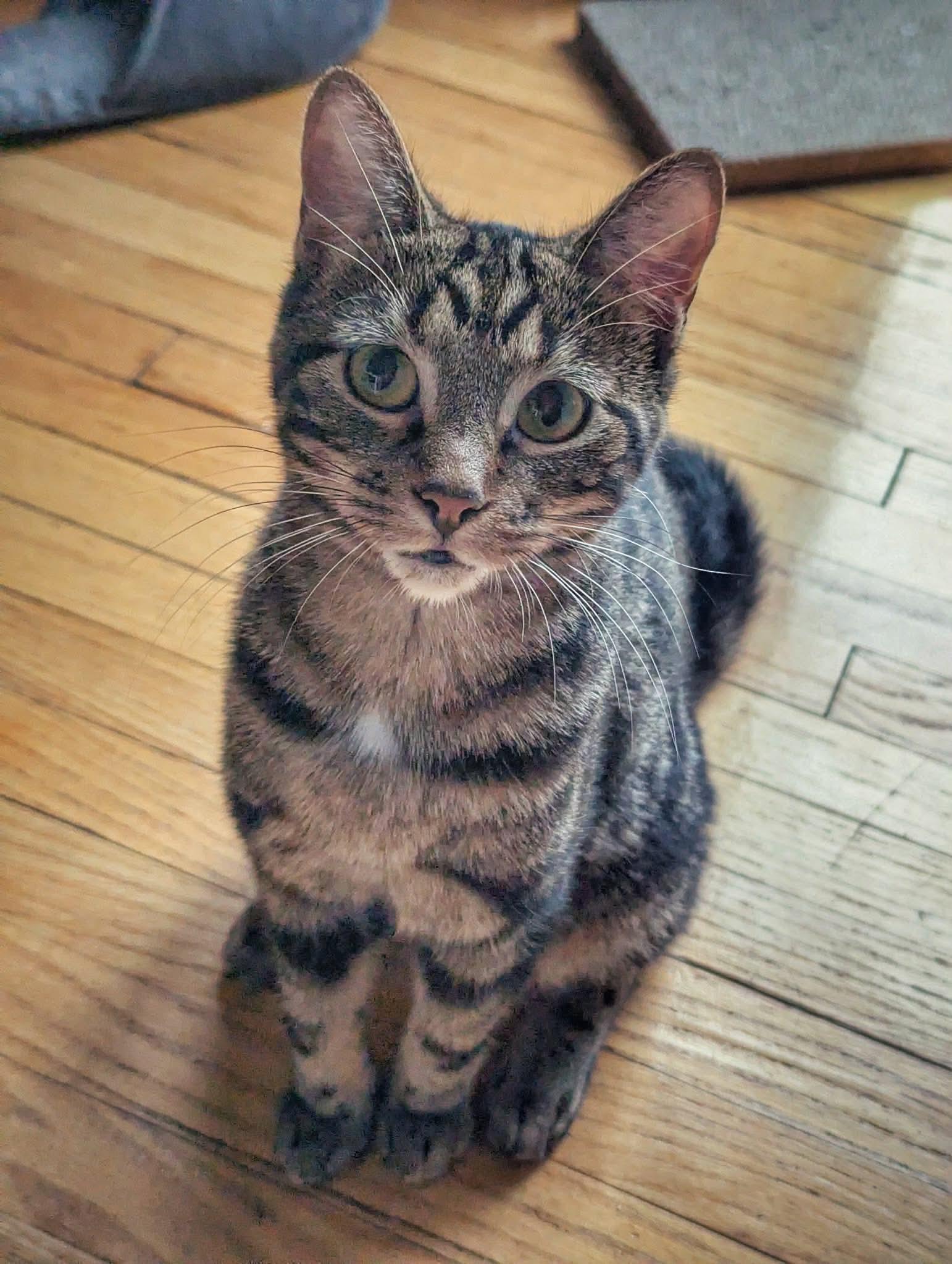 Enlarge Pockator, a ADOPTABLE Domestic Short Hair in Terrebonne, QC image 4/6