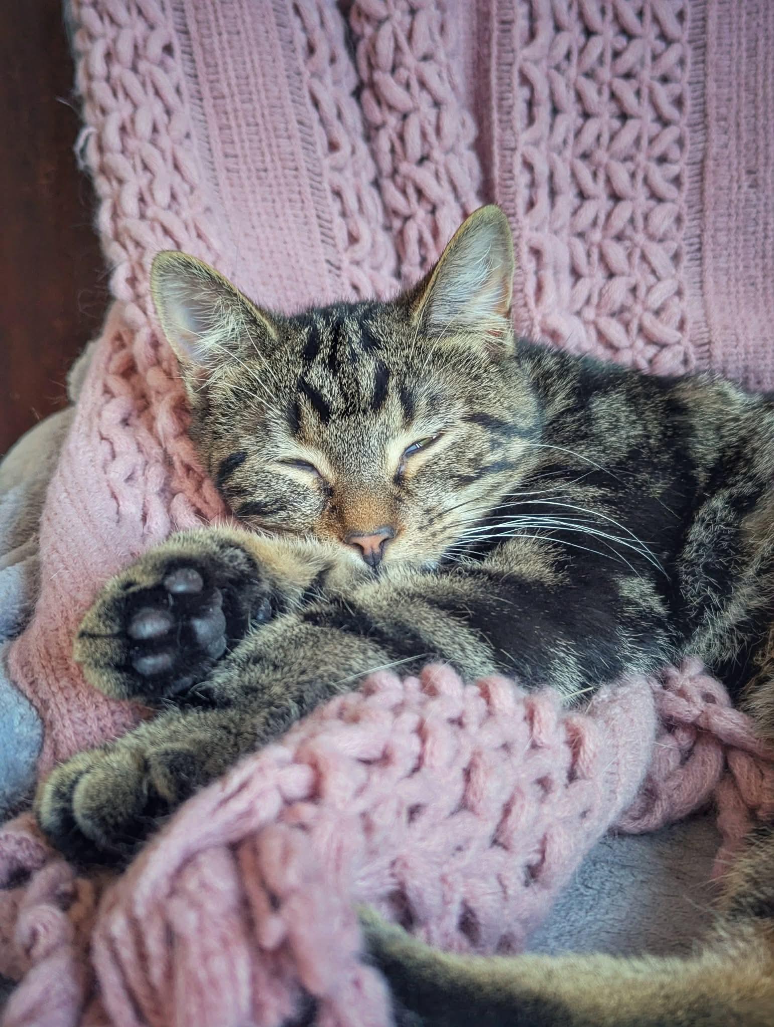 Enlarge Pockator, a ADOPTABLE Domestic Short Hair in Terrebonne, QC image 2/6