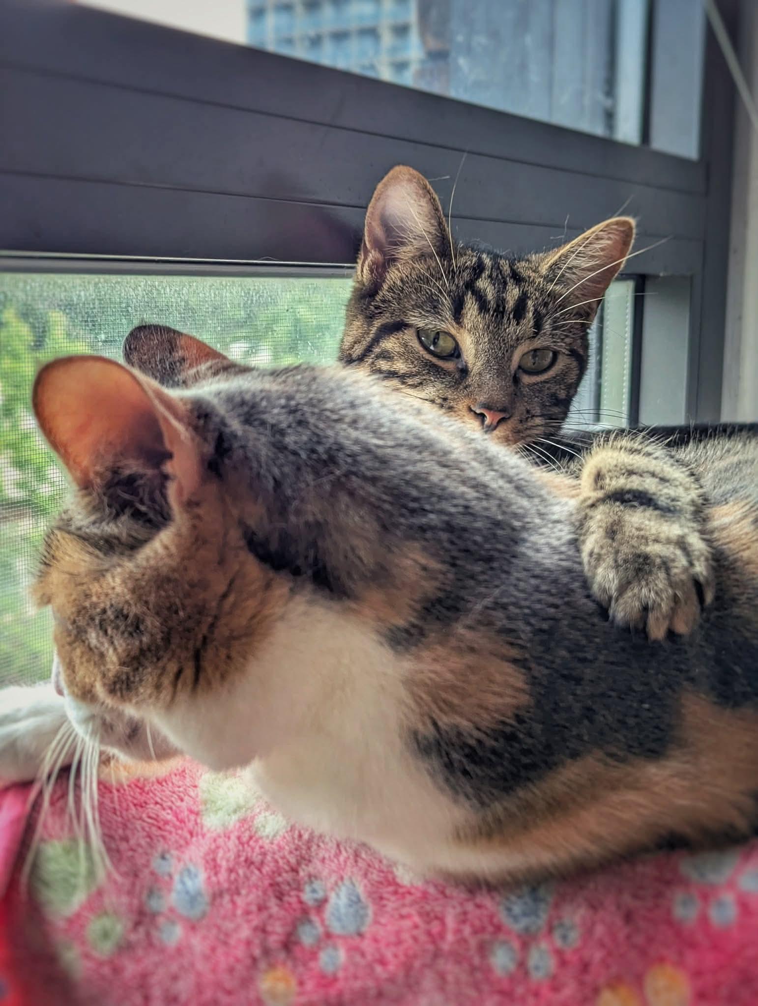 Enlarge Pockator, a ADOPTABLE Domestic Short Hair in Terrebonne, QC image 3/6