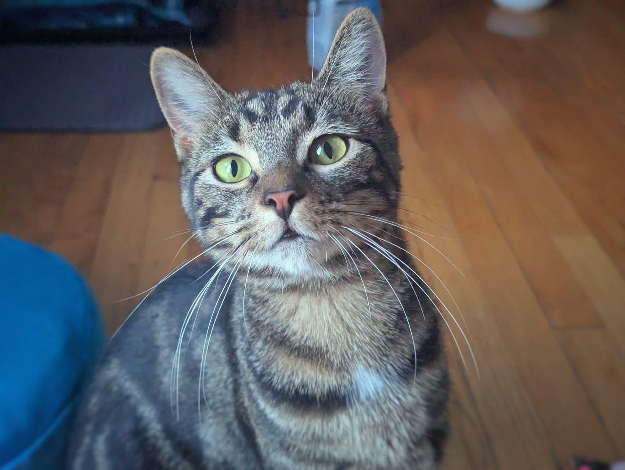 Pockator, ADOPTABLE, Young Male Domestic Short Hair.