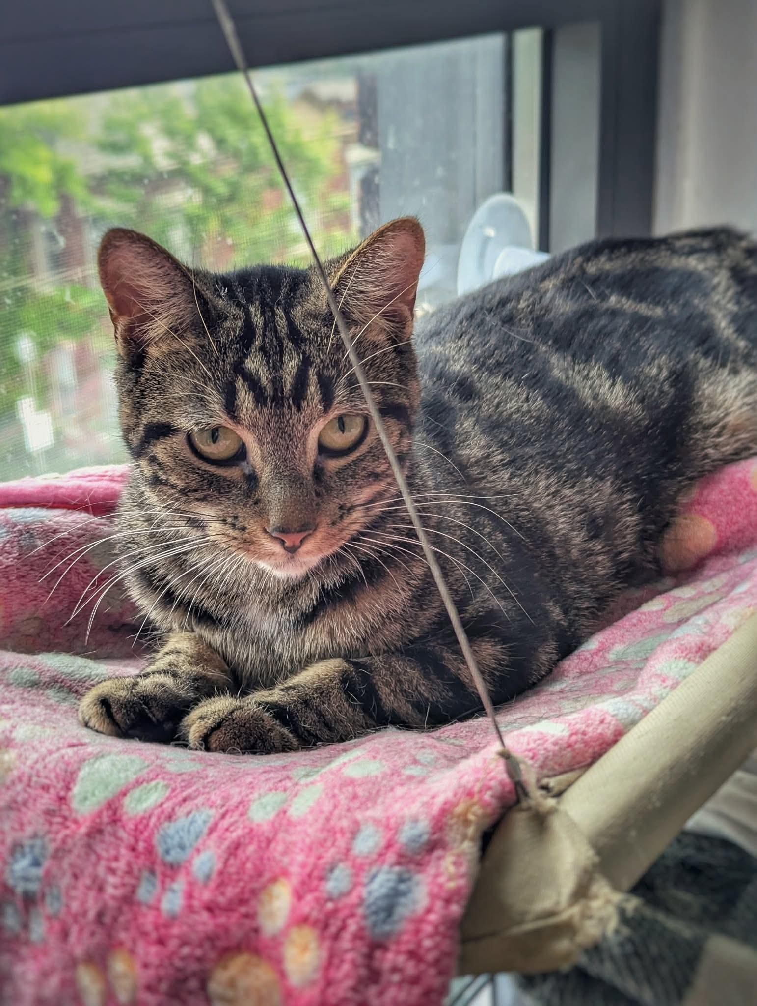 Enlarge Pockator, a ADOPTABLE Domestic Short Hair in Terrebonne, QC image 6/6