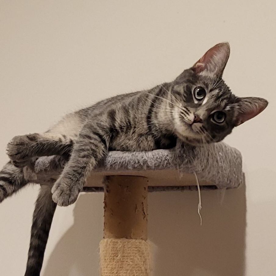 Enlarge Jessica & Caroline  (Bonded Pair), a Adoptable American Shorthair in Lake Orion, MI image 9/10