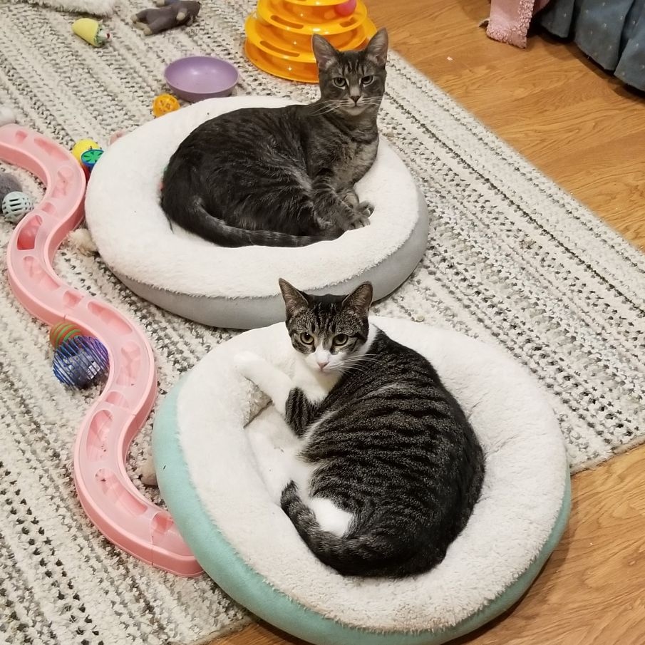Enlarge Jessica & Caroline  (Bonded Pair), a Adoptable American Shorthair in Lake Orion, MI image 1/10