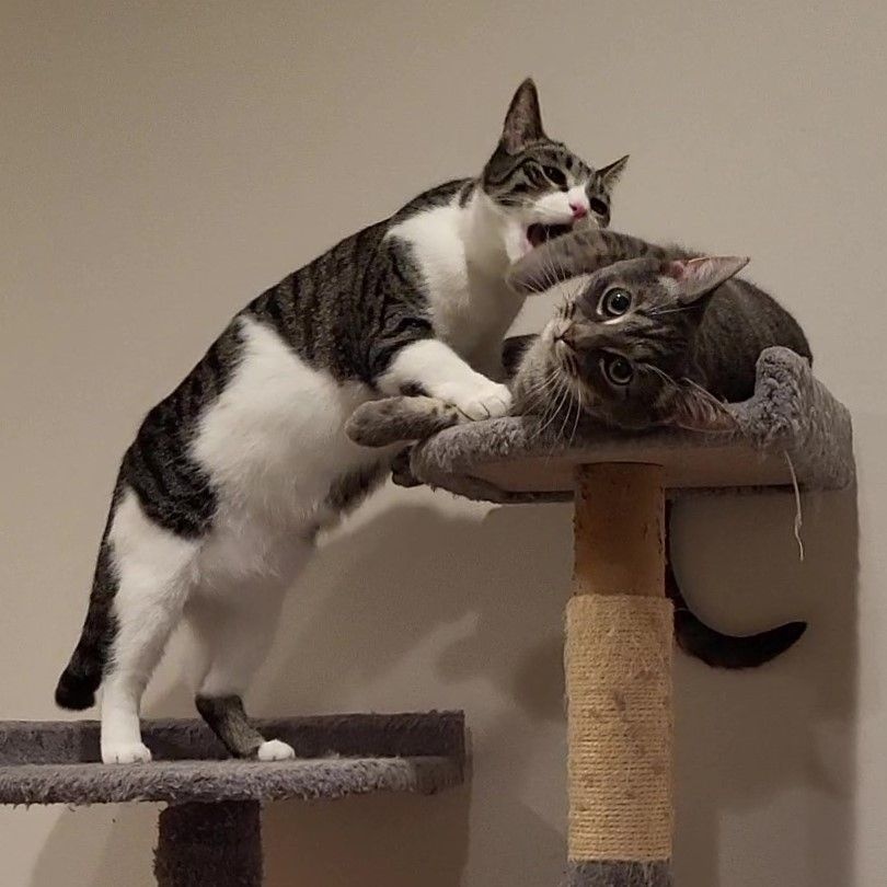 Enlarge Jessica & Caroline  (Bonded Pair), a Adoptable American Shorthair in Lake Orion, MI image 7/10