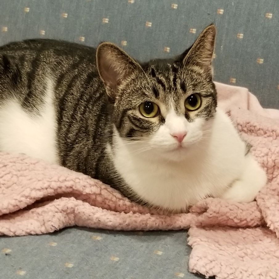 Enlarge Jessica & Caroline  (Bonded Pair), a Adoptable American Shorthair in Lake Orion, MI image 10/10