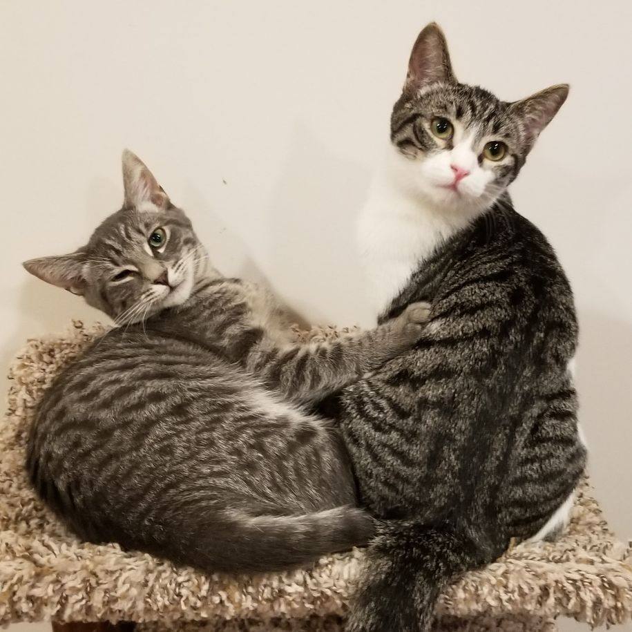 Enlarge Jessica & Caroline  (Bonded Pair), a Adoptable American Shorthair in Lake Orion, MI image 8/10