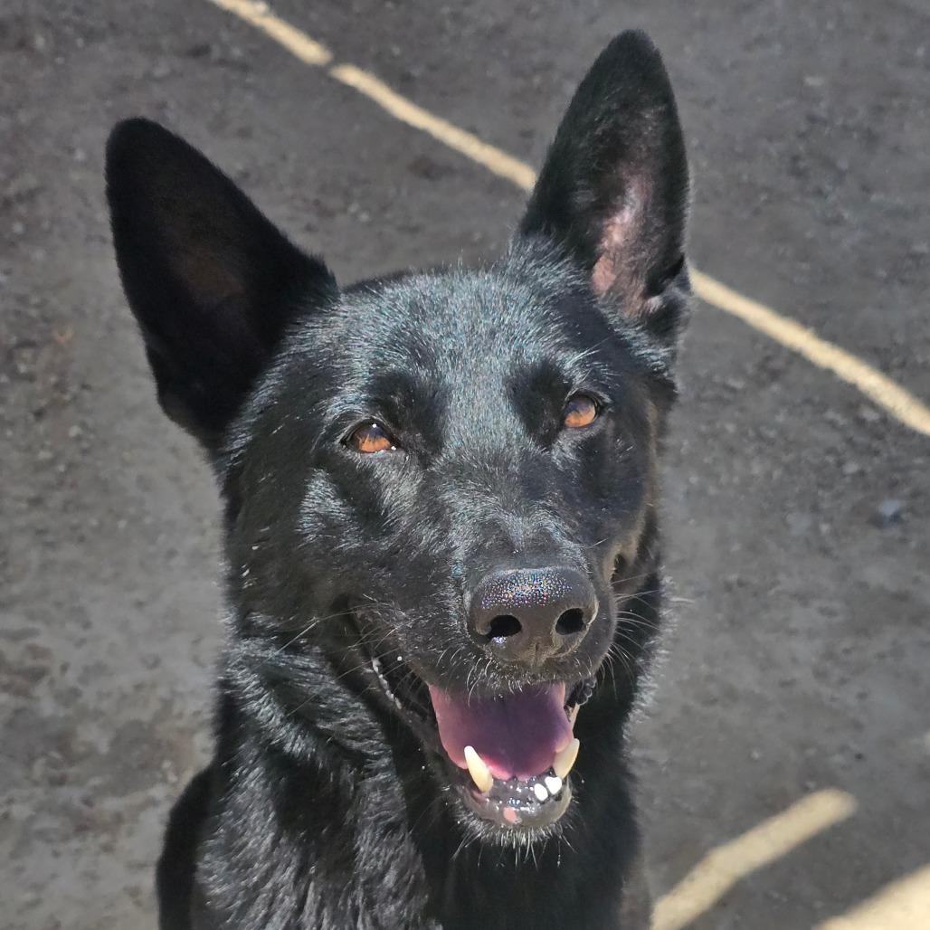 Enlarge Vader, a Adoptable mixed breed in Wickenburg, AZ image 1/3