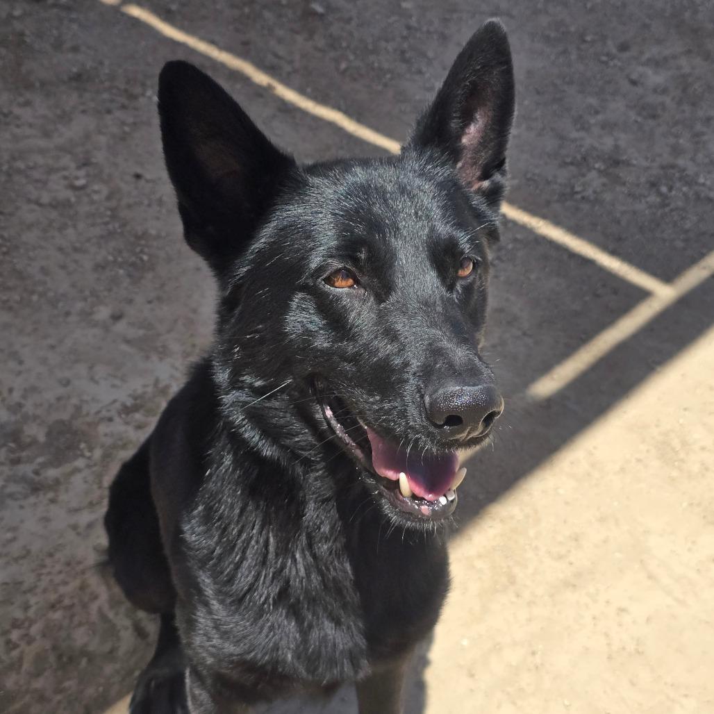 Enlarge Vader, a Adoptable mixed breed in Wickenburg, AZ image 2/3