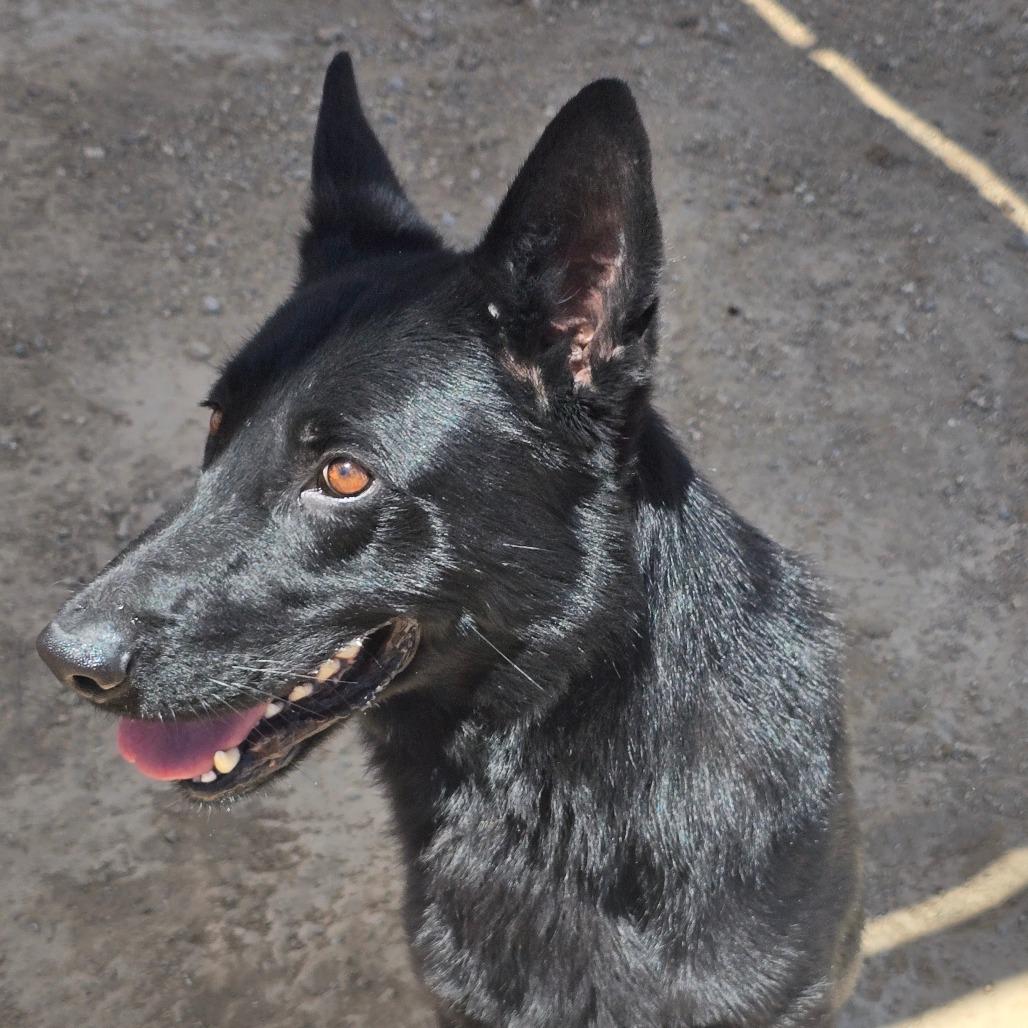 Enlarge Vader, a Adoptable mixed breed in Wickenburg, AZ image 3/3