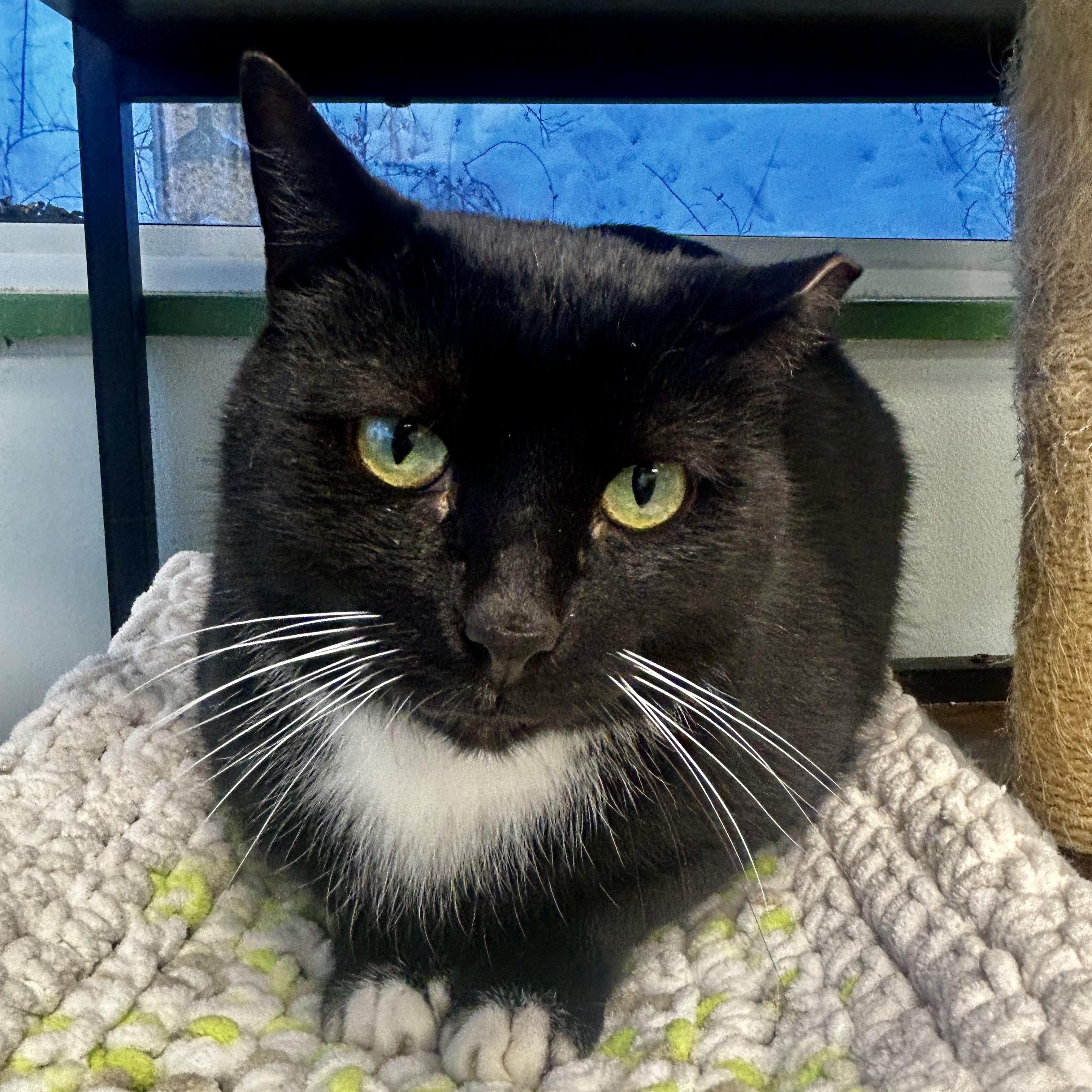 Enlarge Socks - ADOPTION PENDING!, a Adoptable Tuxedo in Grand Rapids, MI image 2/6