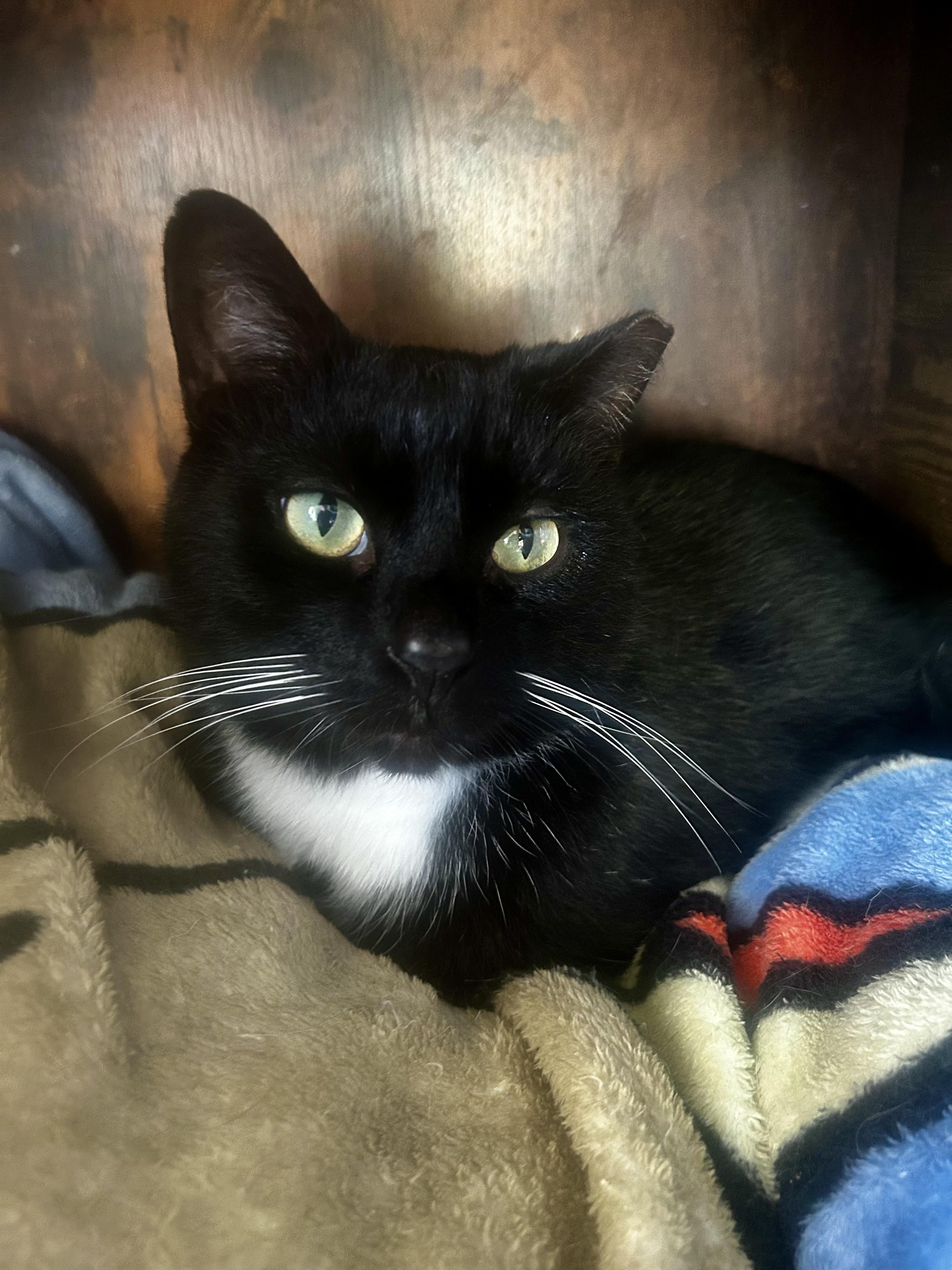 Enlarge Socks, a Adoptable Tuxedo in Grand Rapids, MI image 3/6