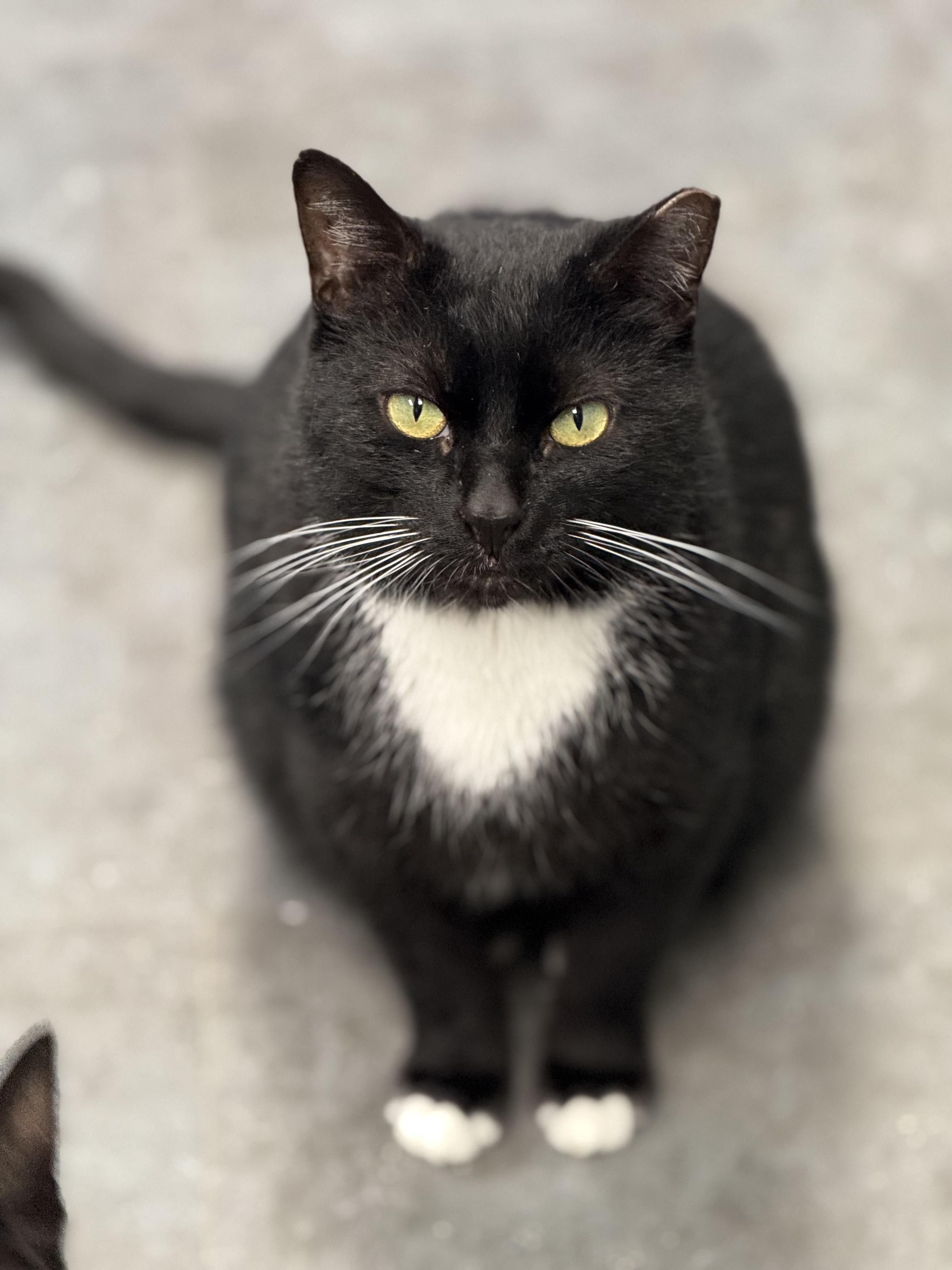 Socks, Adoptable, Young Male Tuxedo.
