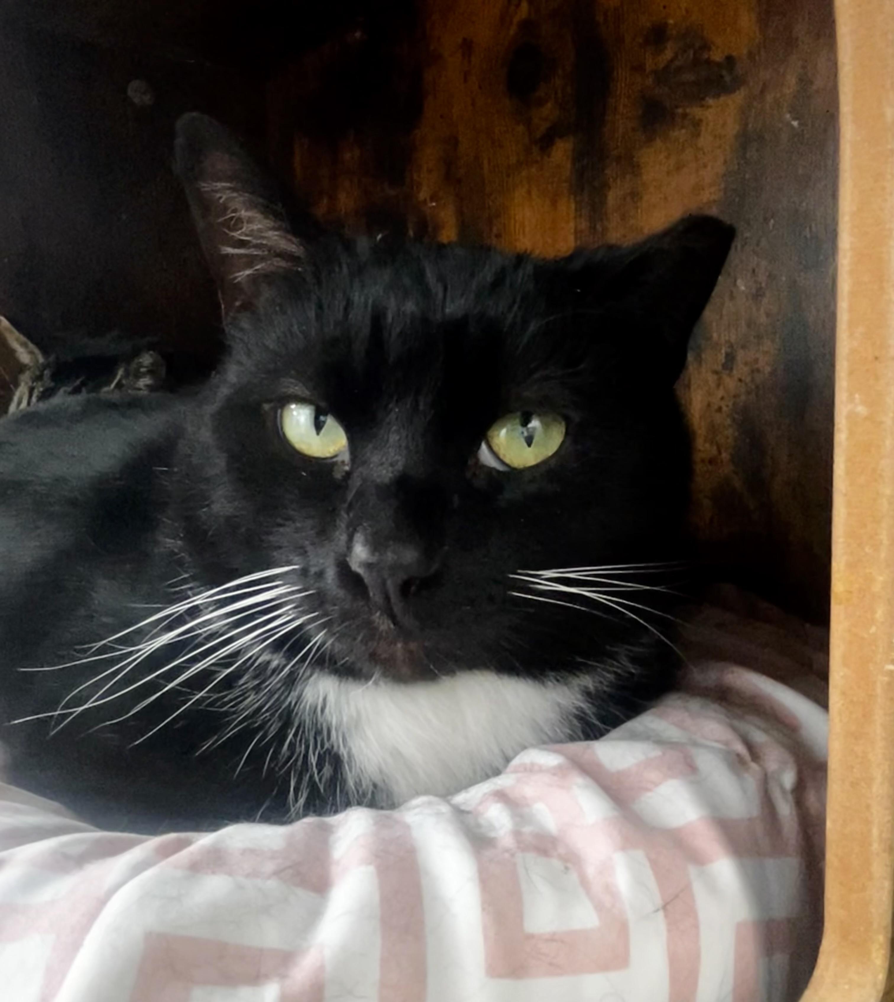 Socks, Adoptable, Young Male Tuxedo.