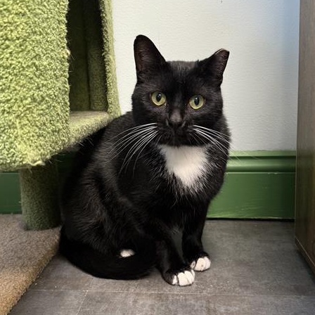 Enlarge Socks, a Adoptable Tuxedo in Grand Rapids, MI image 5/6