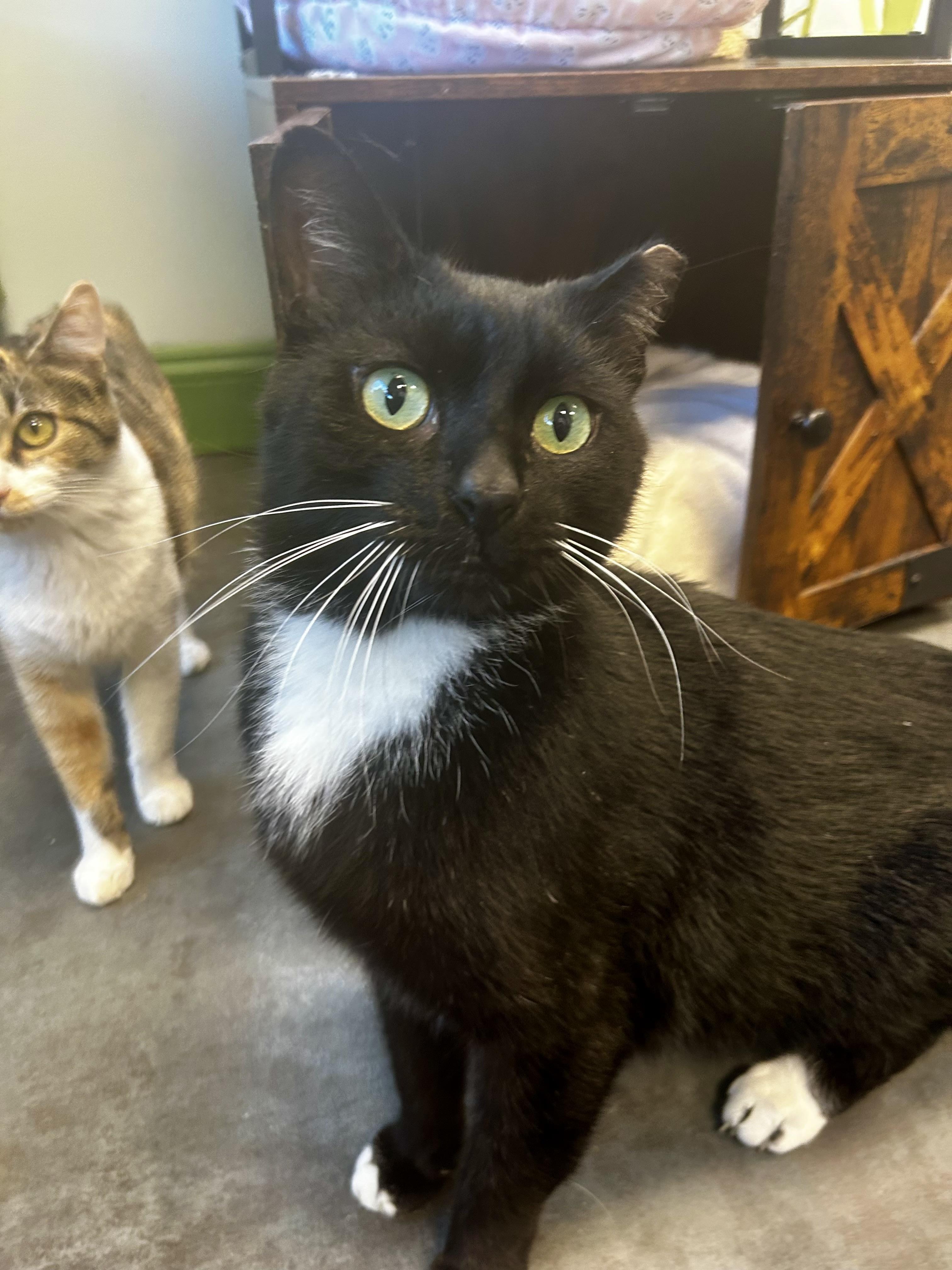 Enlarge Socks, a Adoptable Tuxedo in Grand Rapids, MI image 2/6