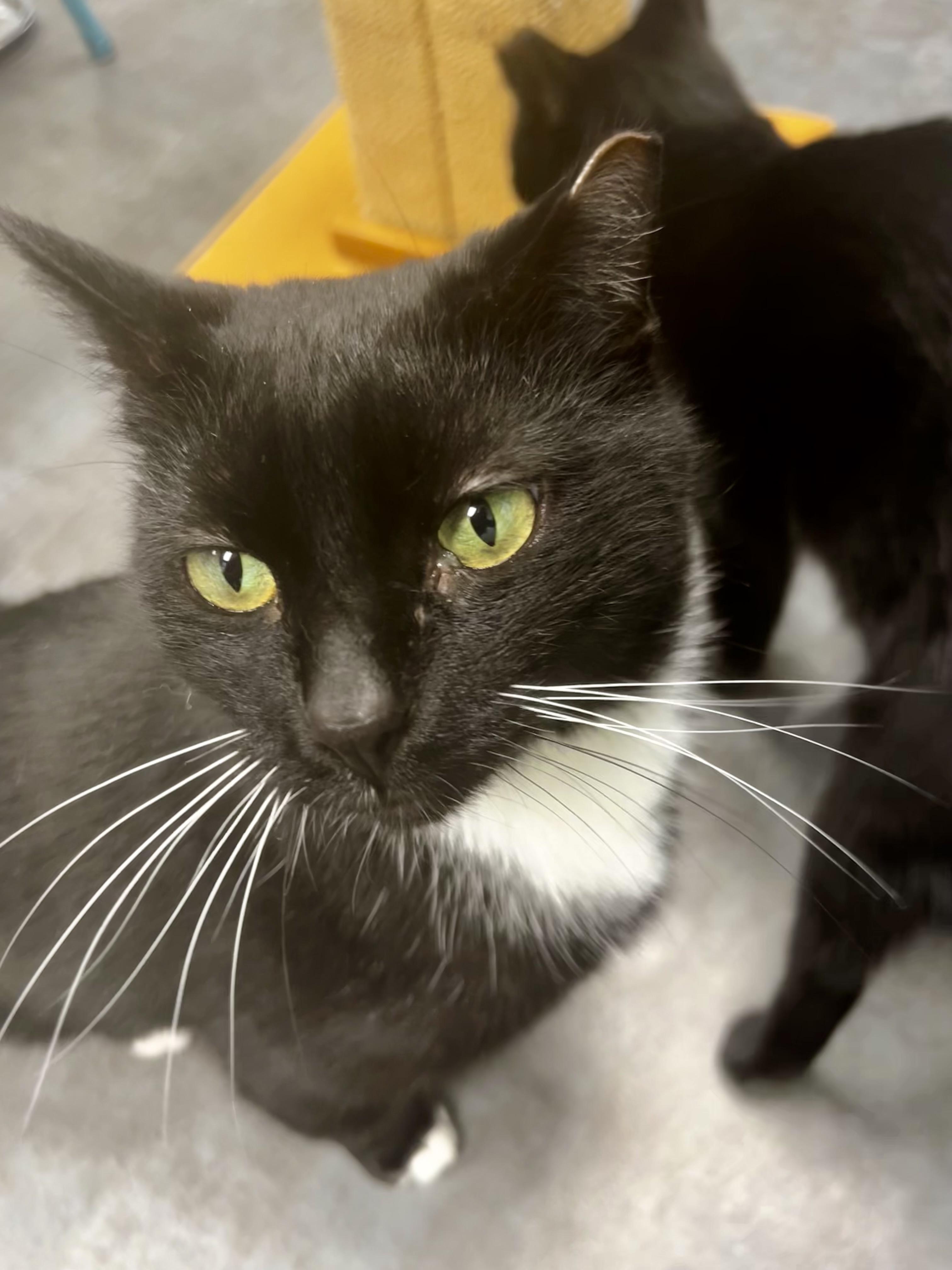Enlarge Socks, a Adoptable Tuxedo in Grand Rapids, MI image 4/6