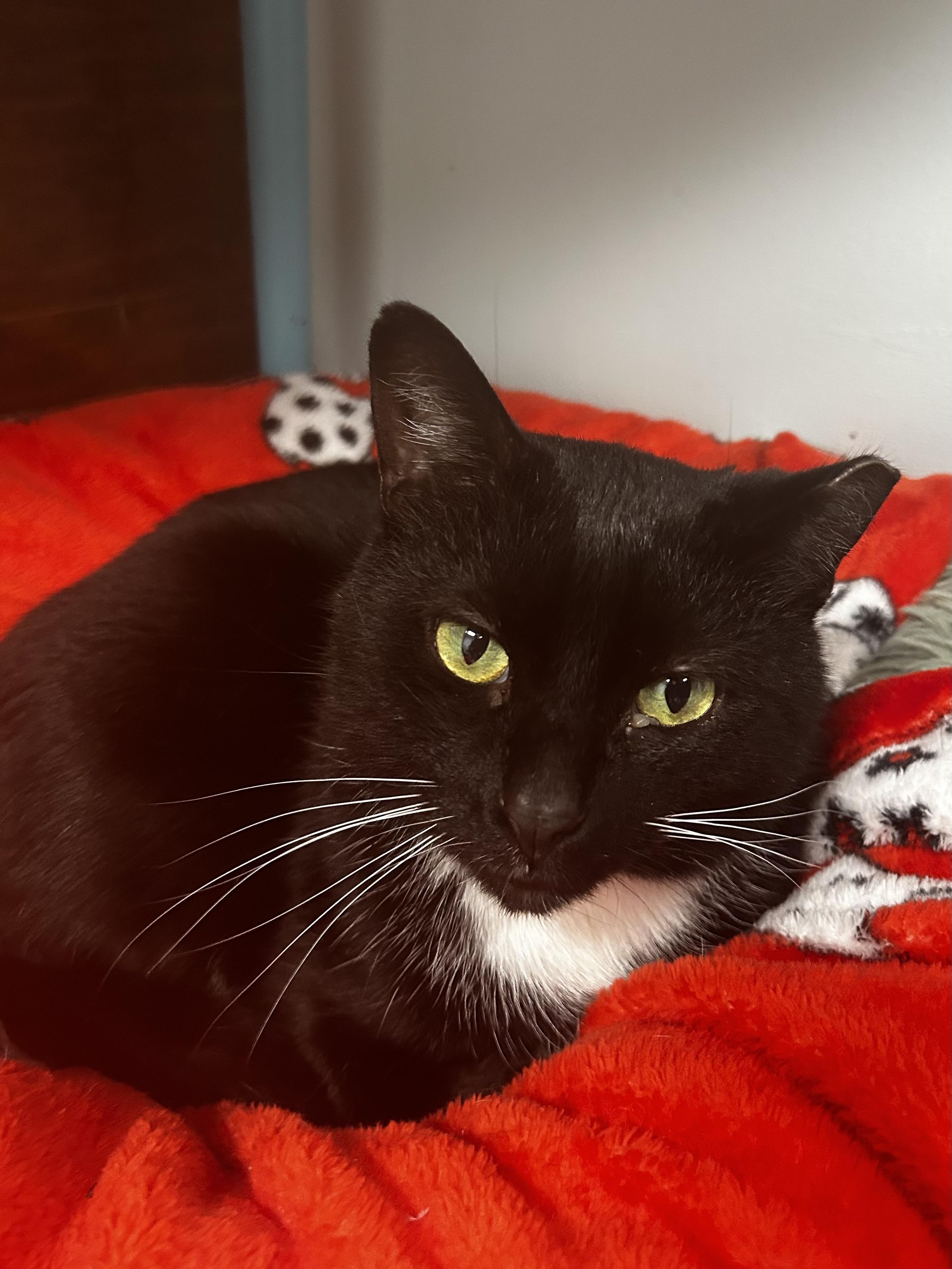 Enlarge Socks, a Adoptable Tuxedo in Grand Rapids, MI image 1/6